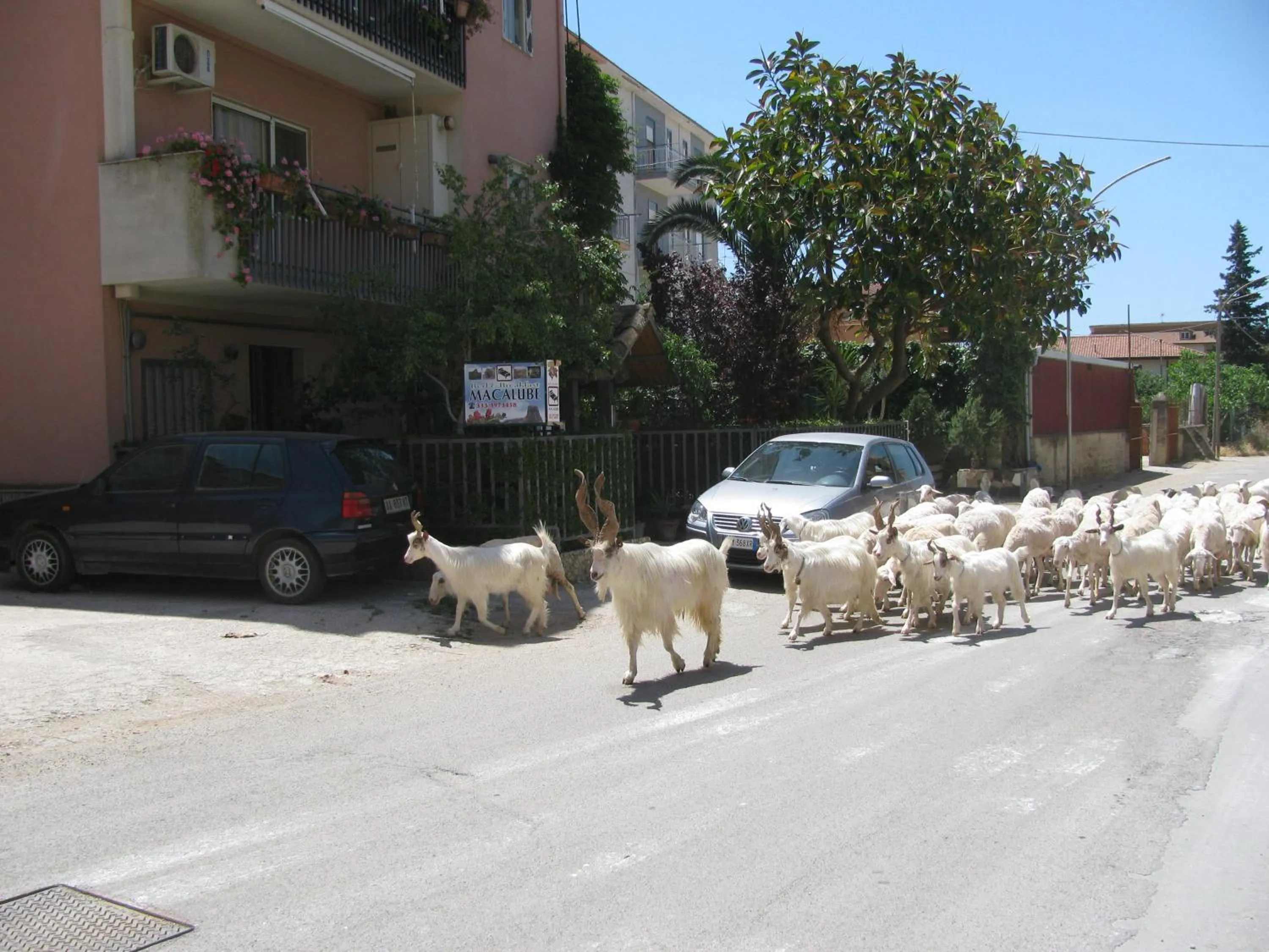 Animals in B&B Macalube Aragona