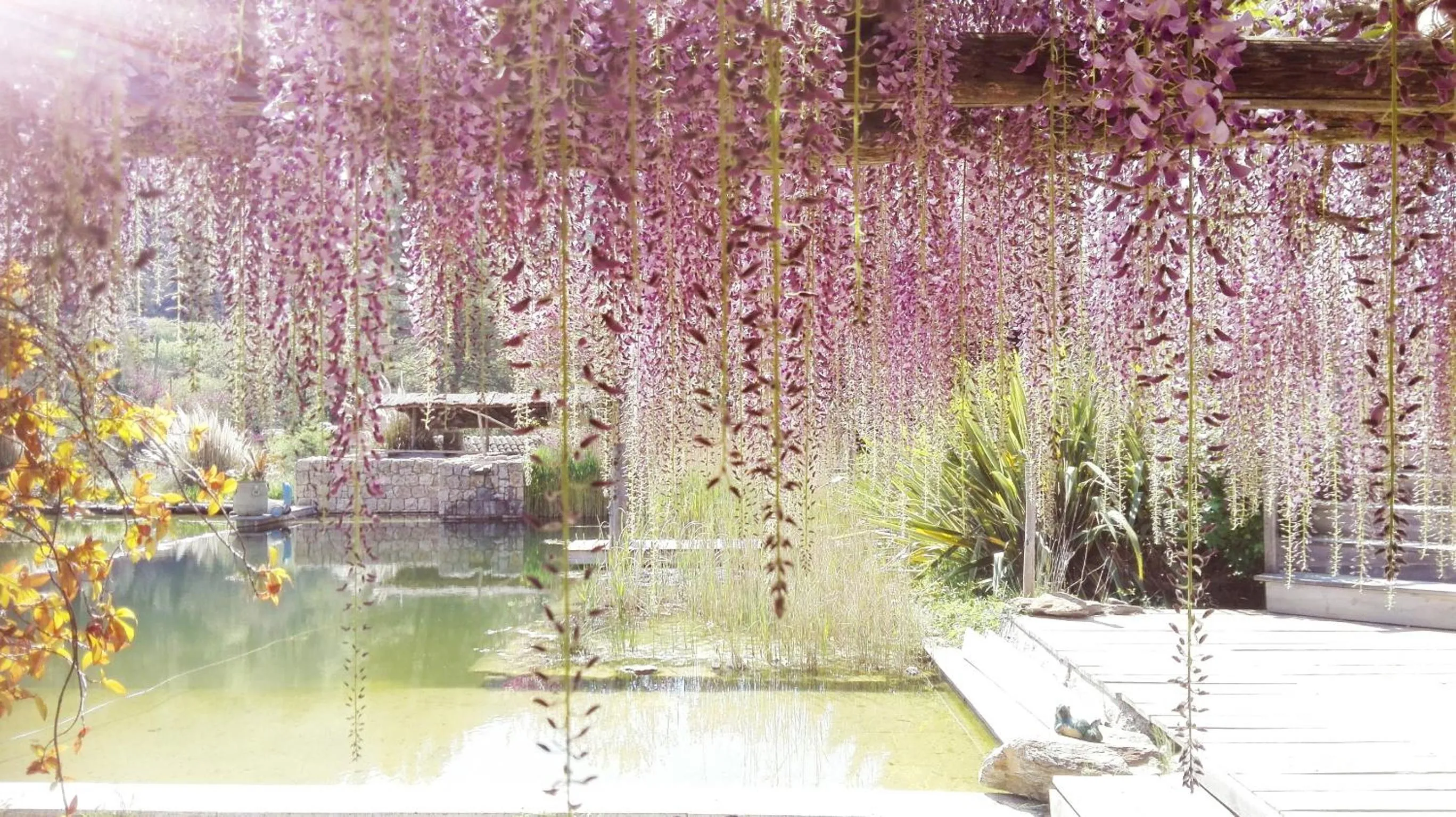 Swimming pool in Mas La Jaina