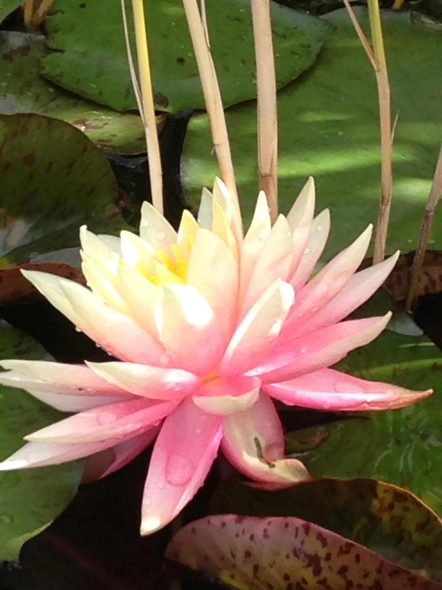 Swimming pool in Mas La Jaina