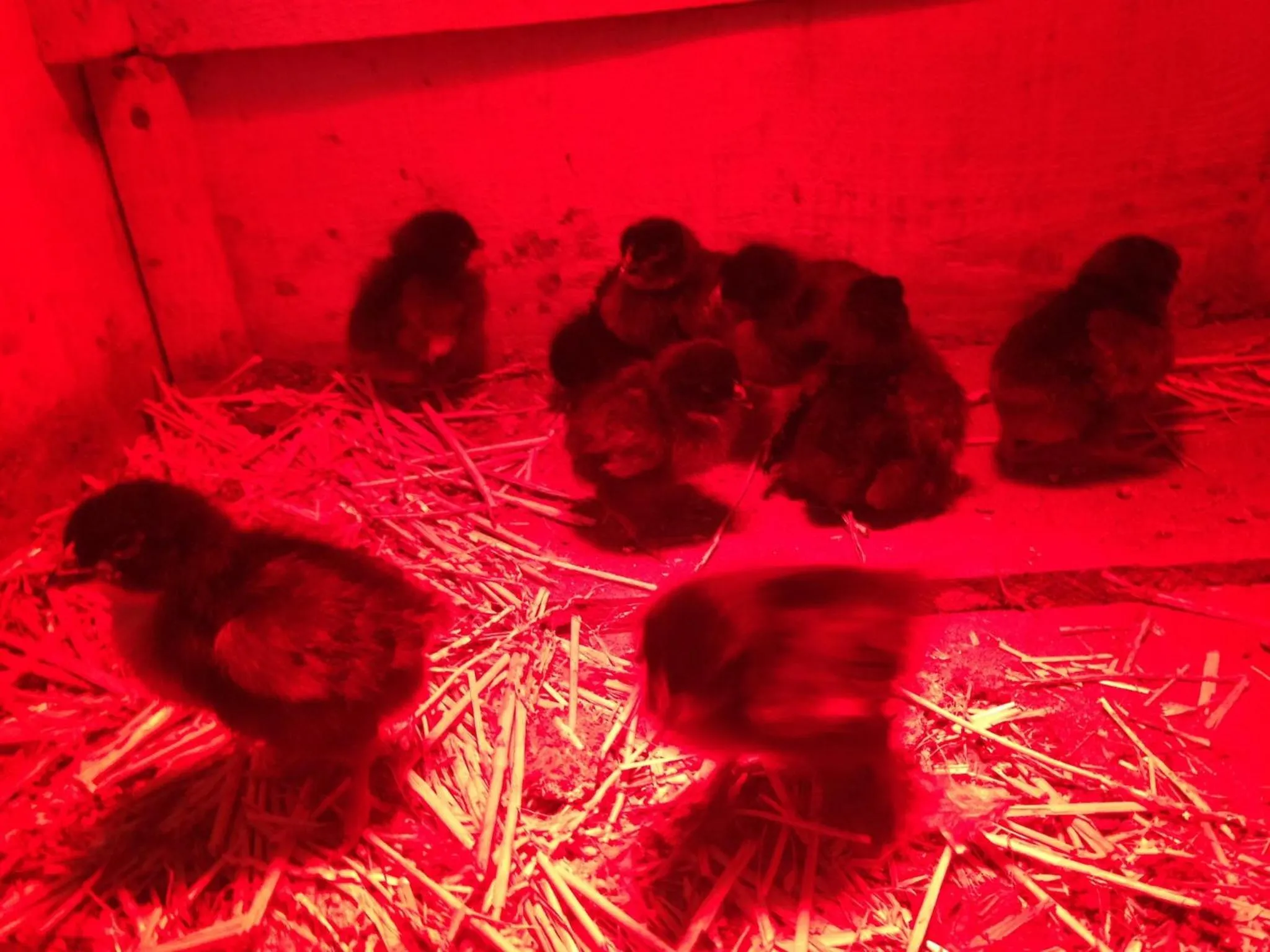 Animals in Mas La Jaina