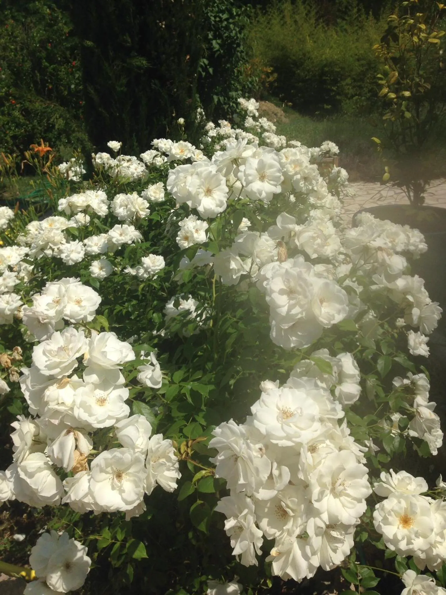 Garden in Mas La Jaina