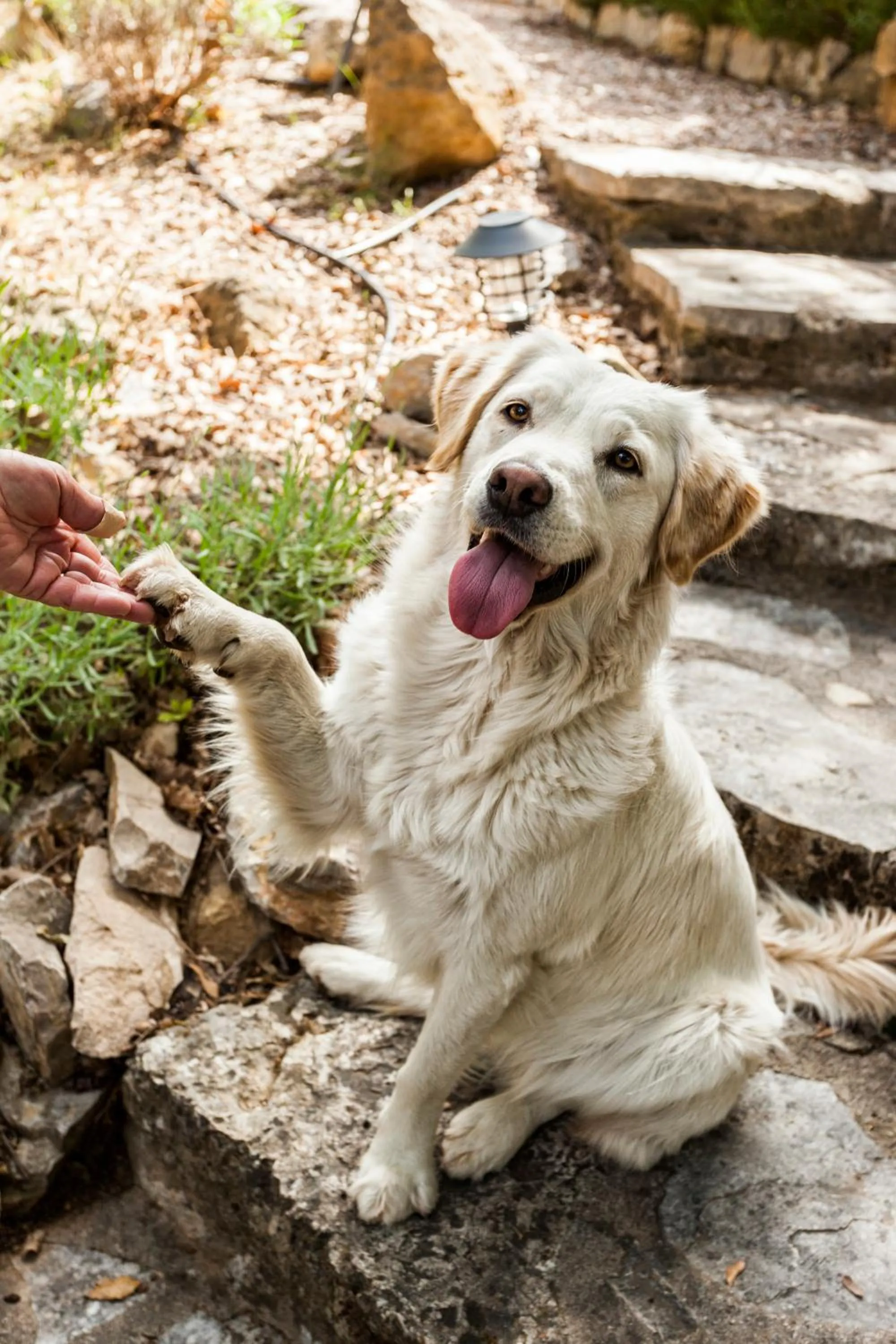 Pets in Mas La Jaina