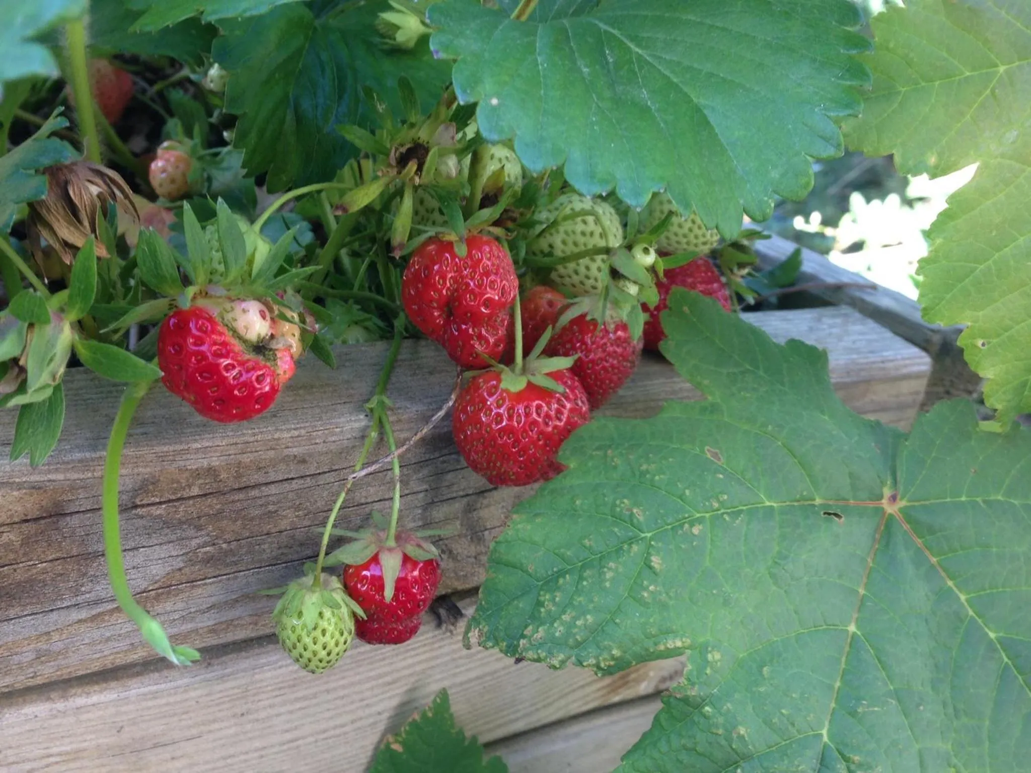 Decorative detail in Mas La Jaina