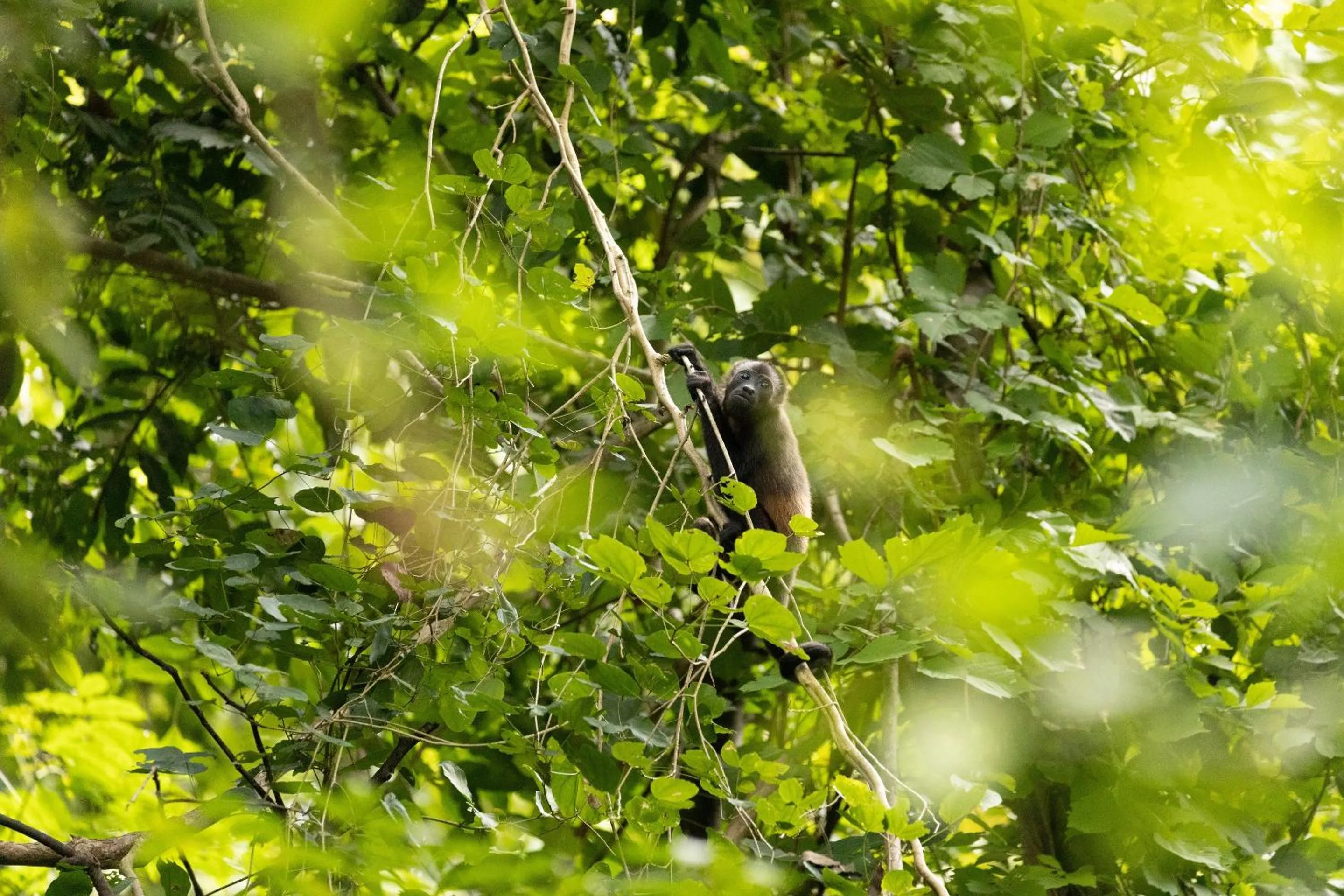 Garden in Isla Chiquita Glamping Hotel