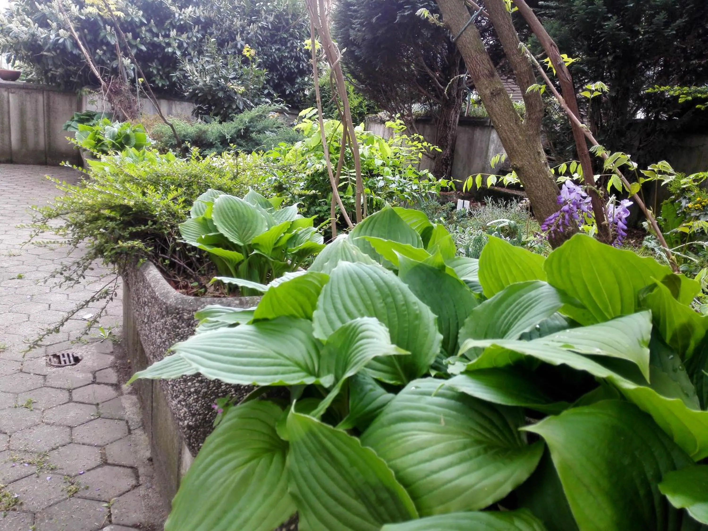 Garden in Family Guesthouse GreenSLO