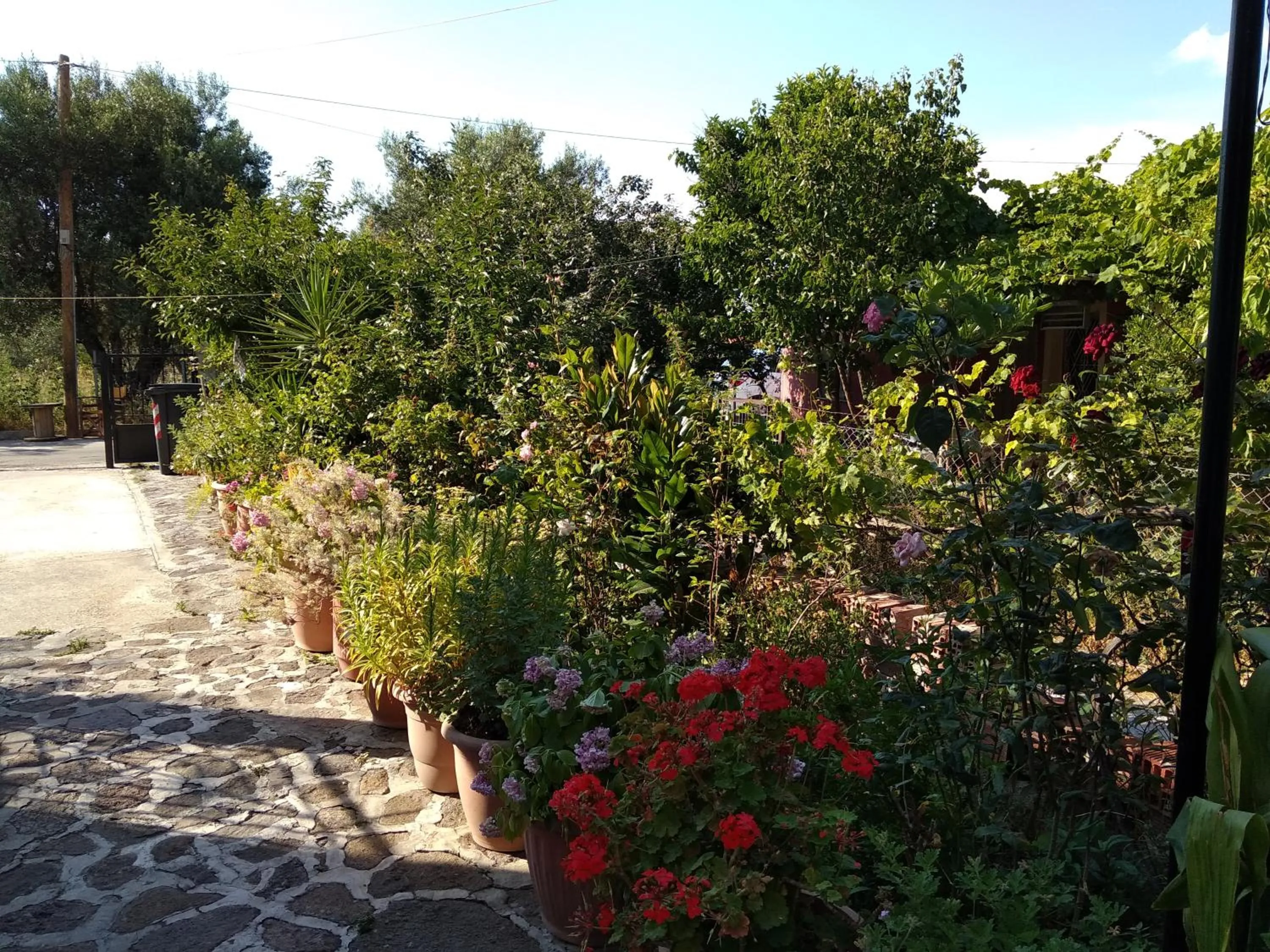 Summer Dream