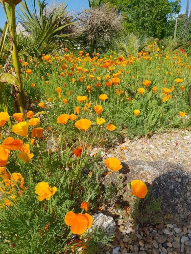 Garden in Mon petit coin de Bretagne