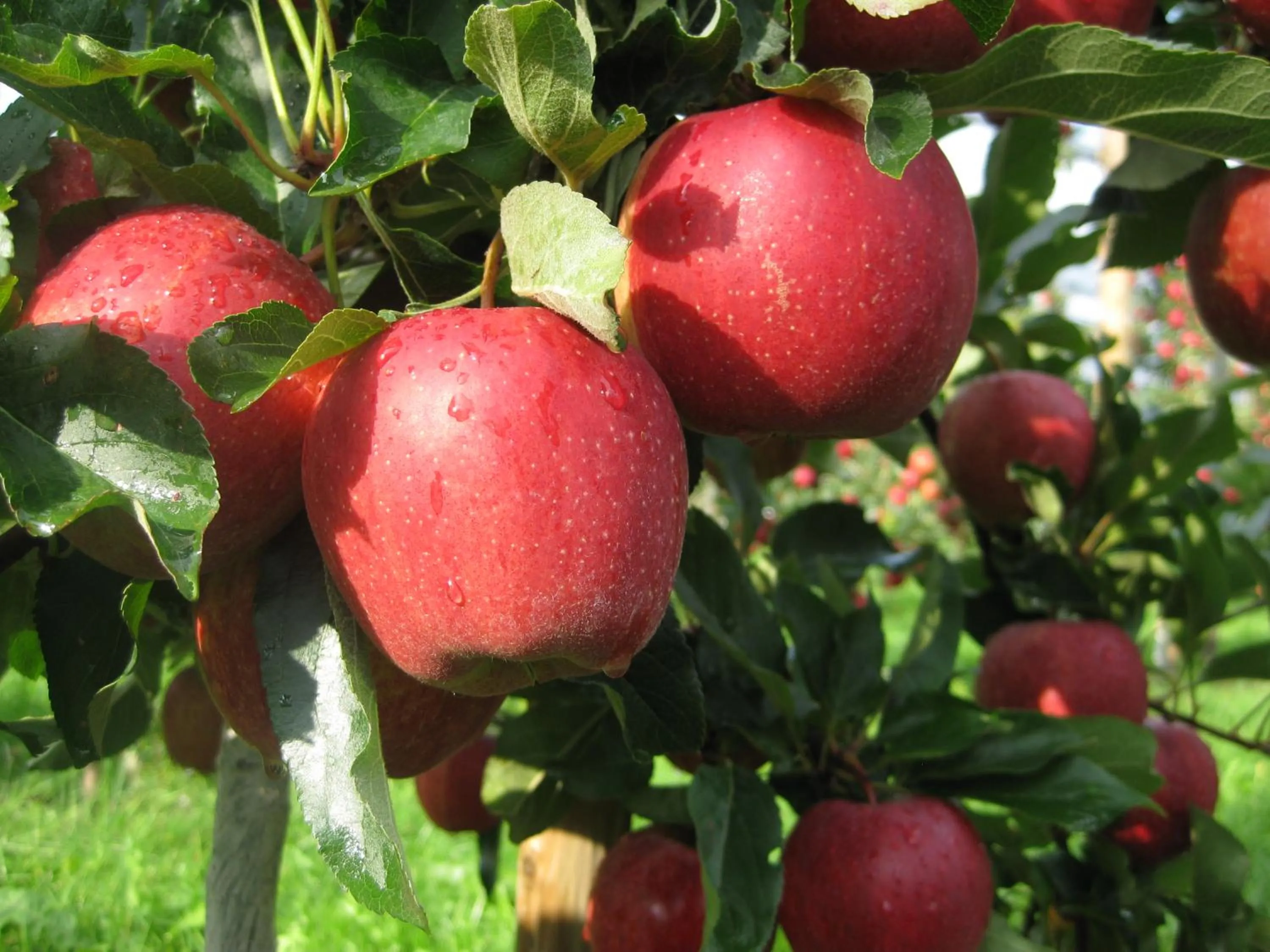 Natural landscape in Landgasthof Paradies