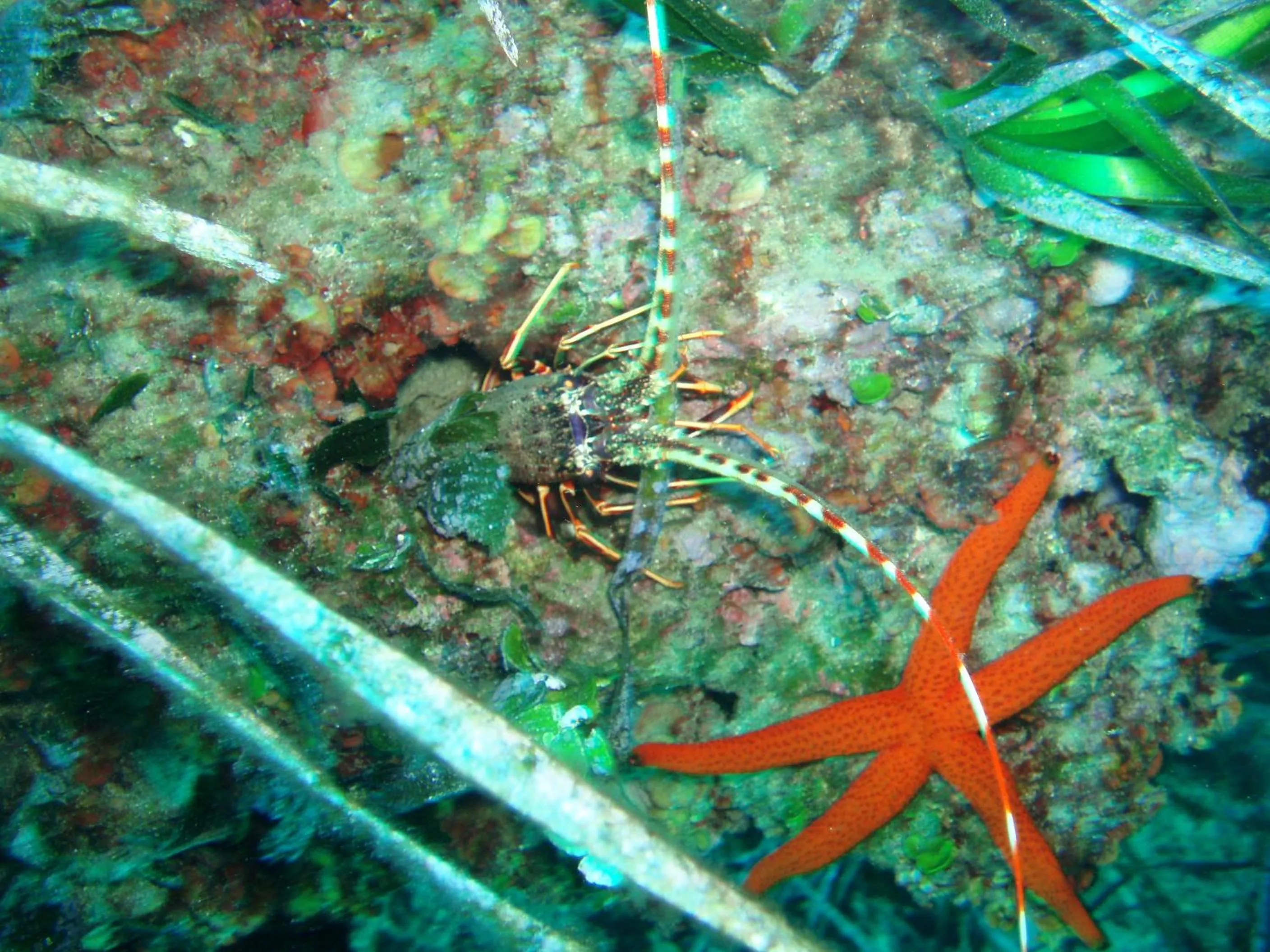 Snorkeling in Hotel Villa Gli Asfodeli