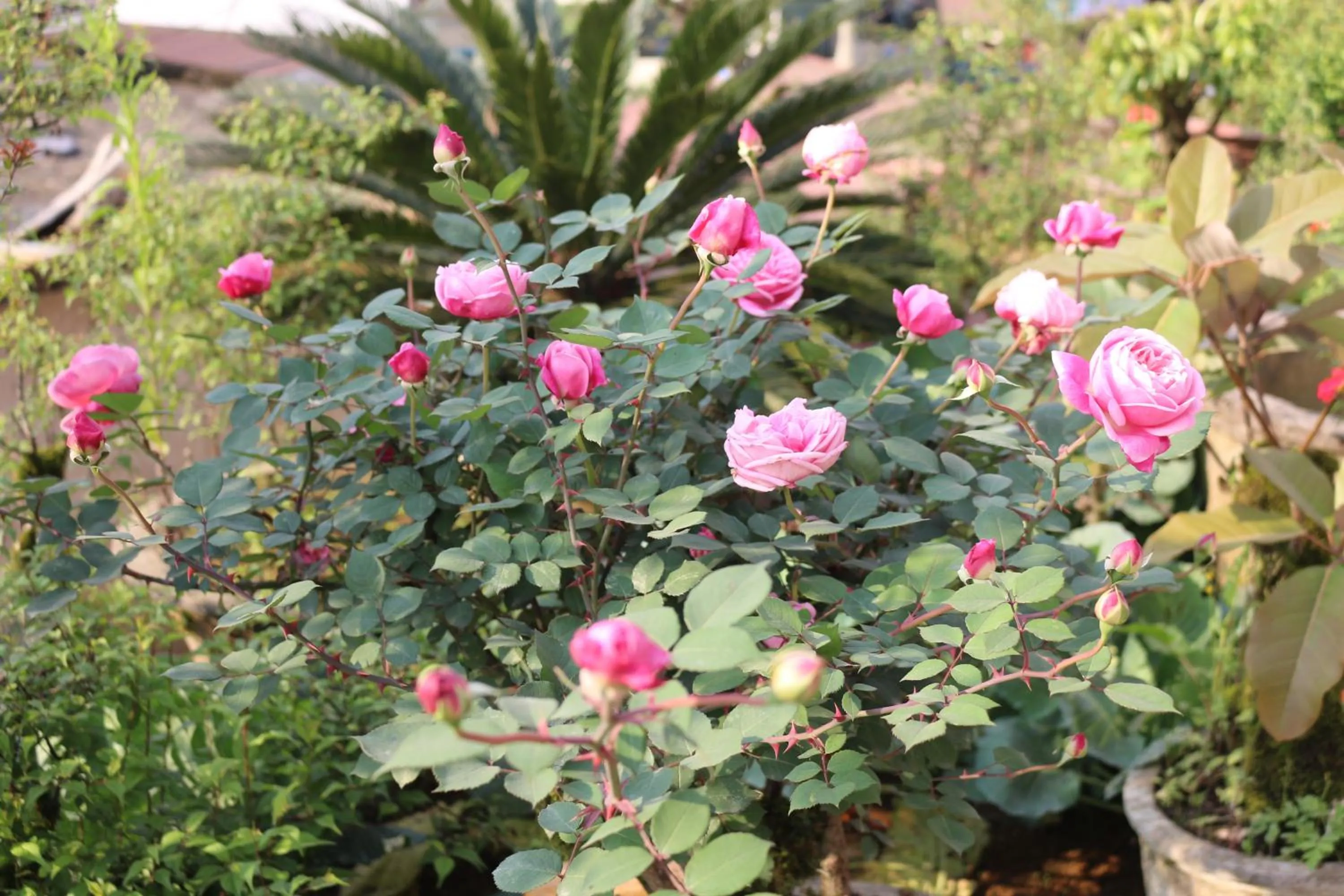 Other in Sapa Garden Hotel