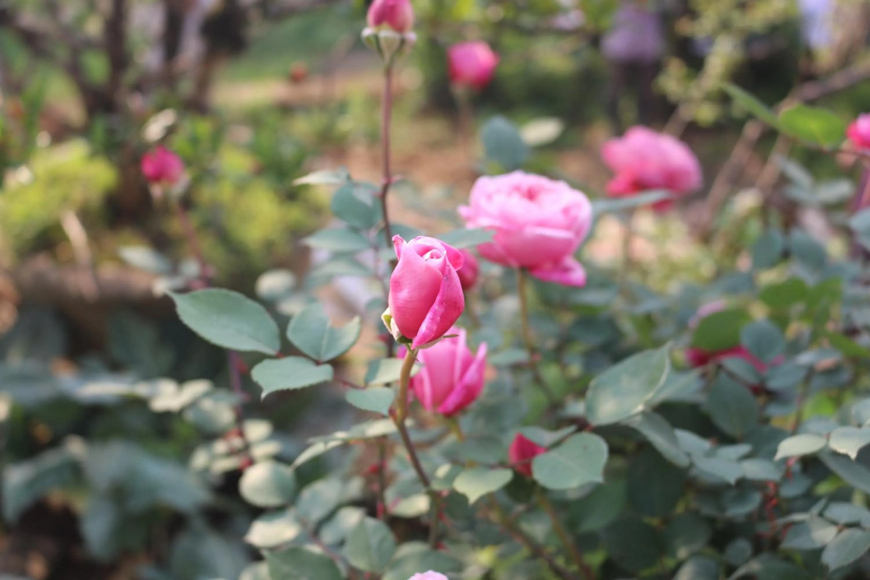 Other in Sapa Garden Hotel