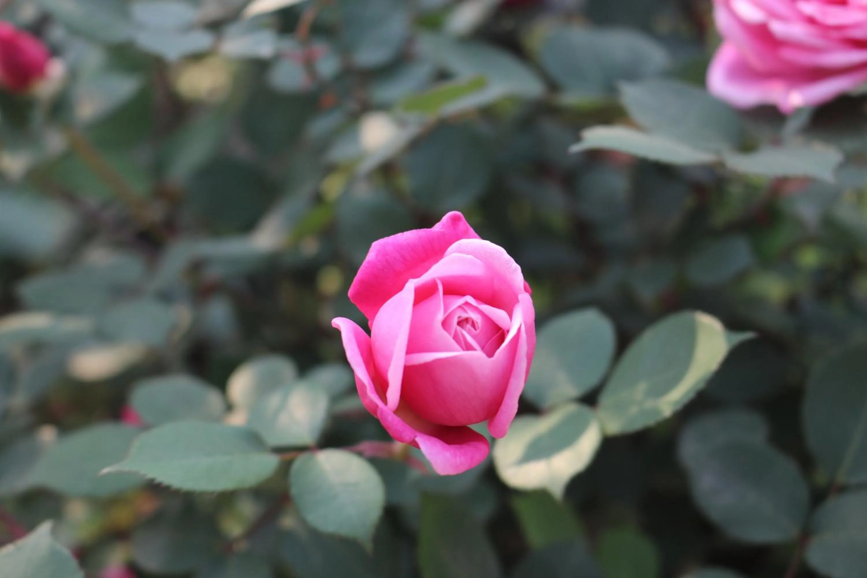 Garden view in Sapa Garden Hotel