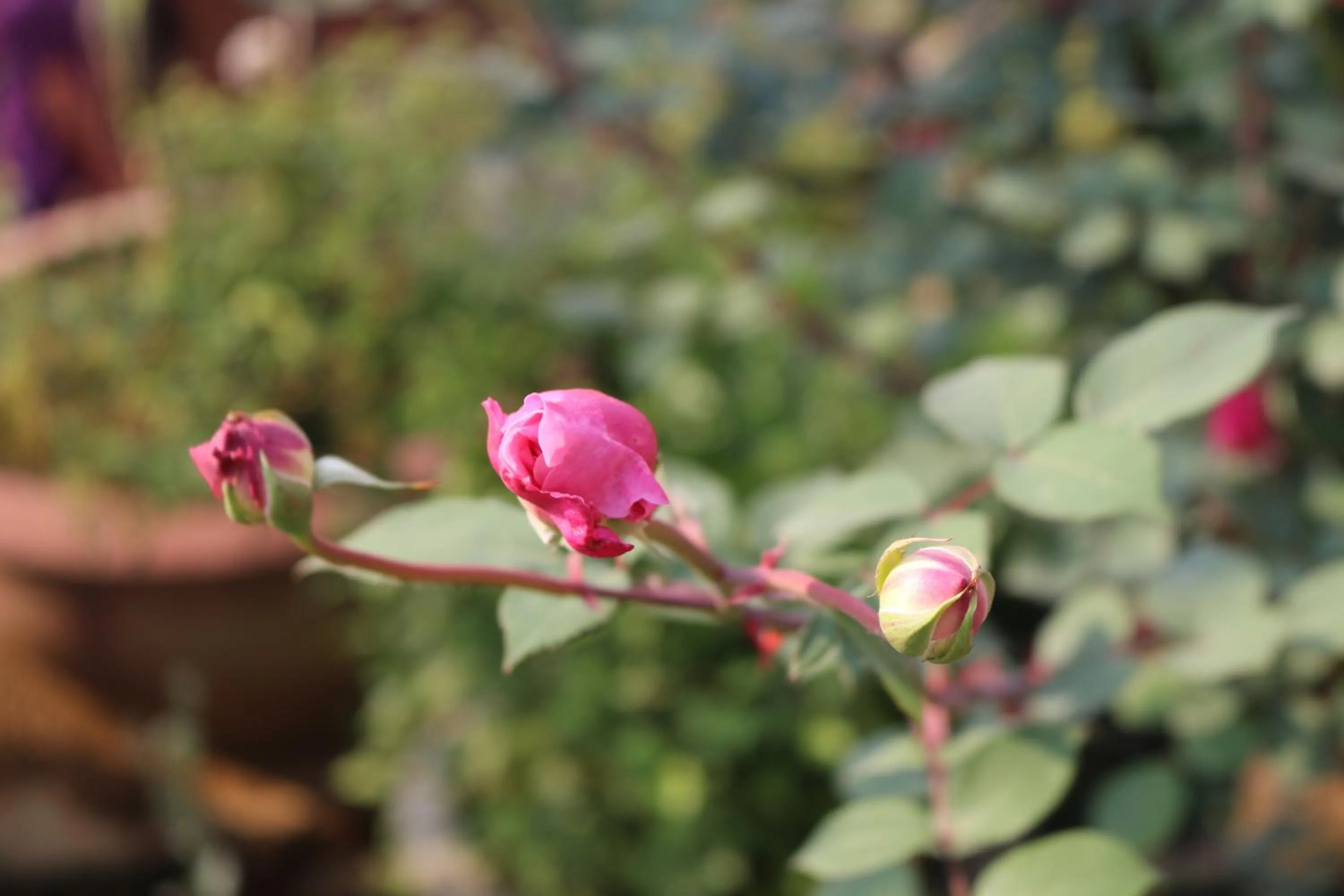 Other in Sapa Garden Hotel