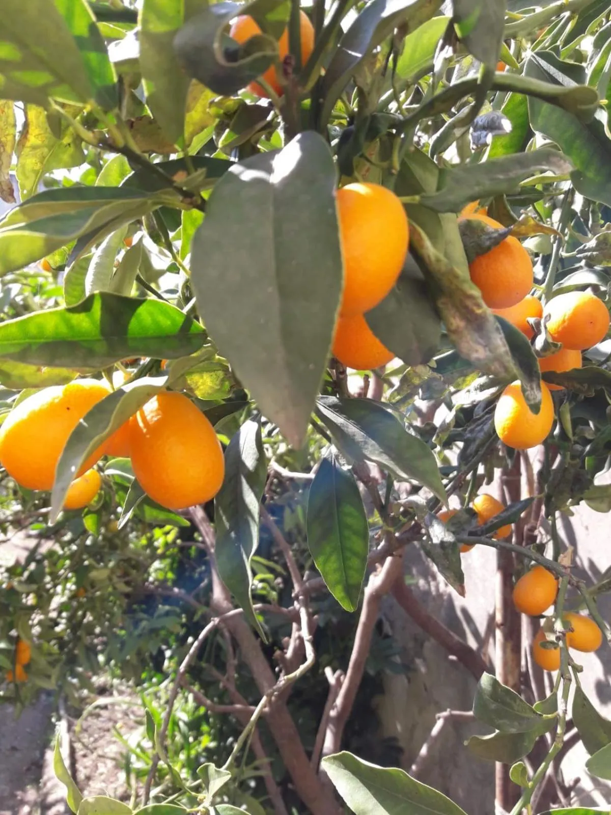 Garden in Santa Maria Maddalena