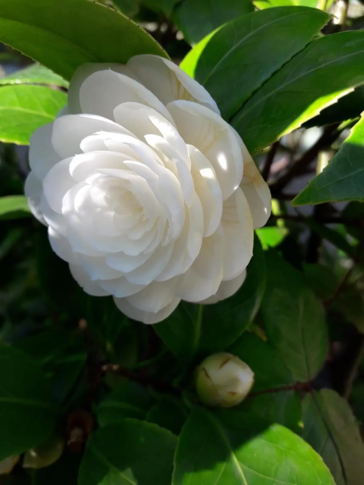 Garden in Santa Maria Maddalena