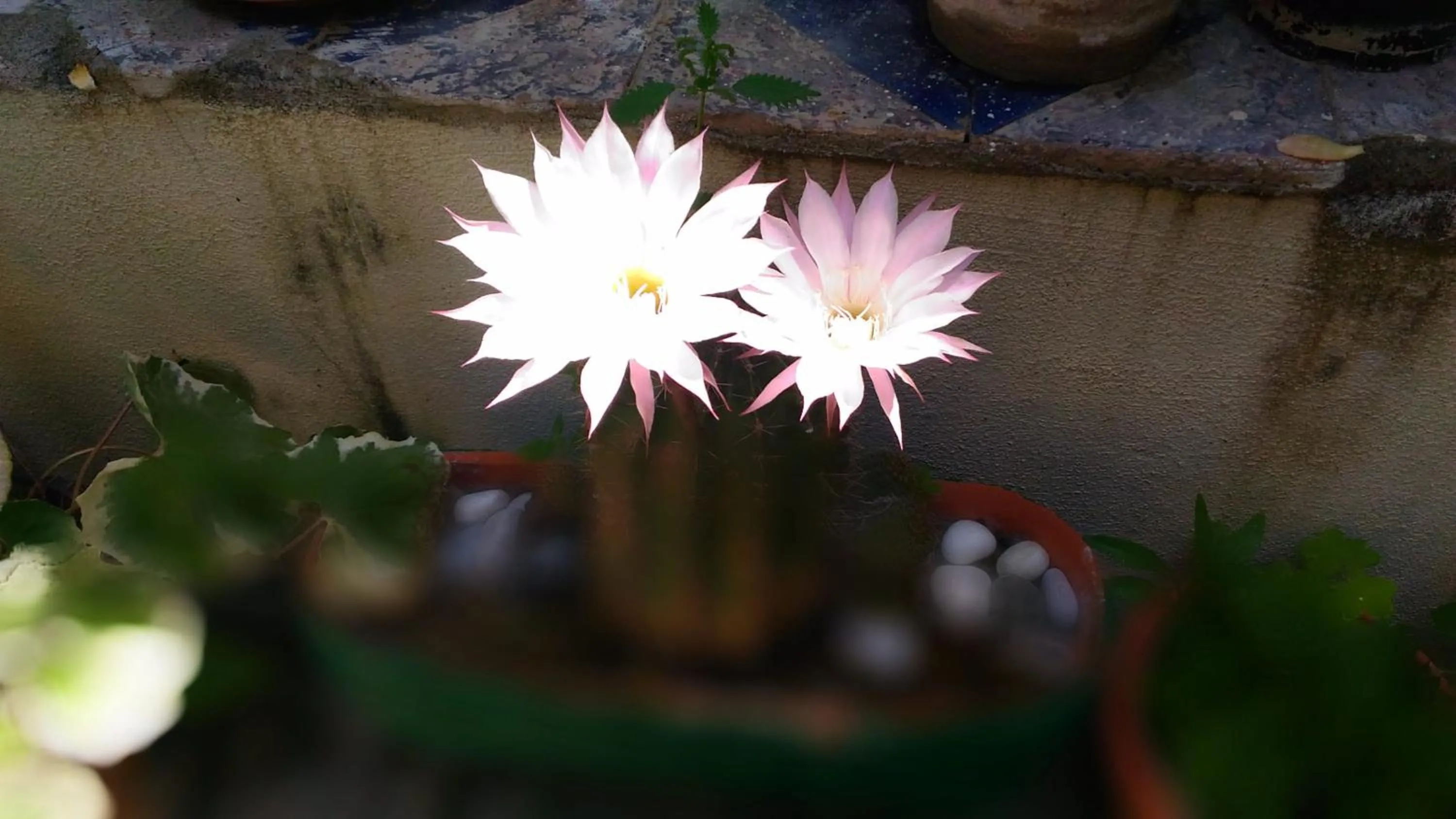 Garden in Santa Maria Maddalena