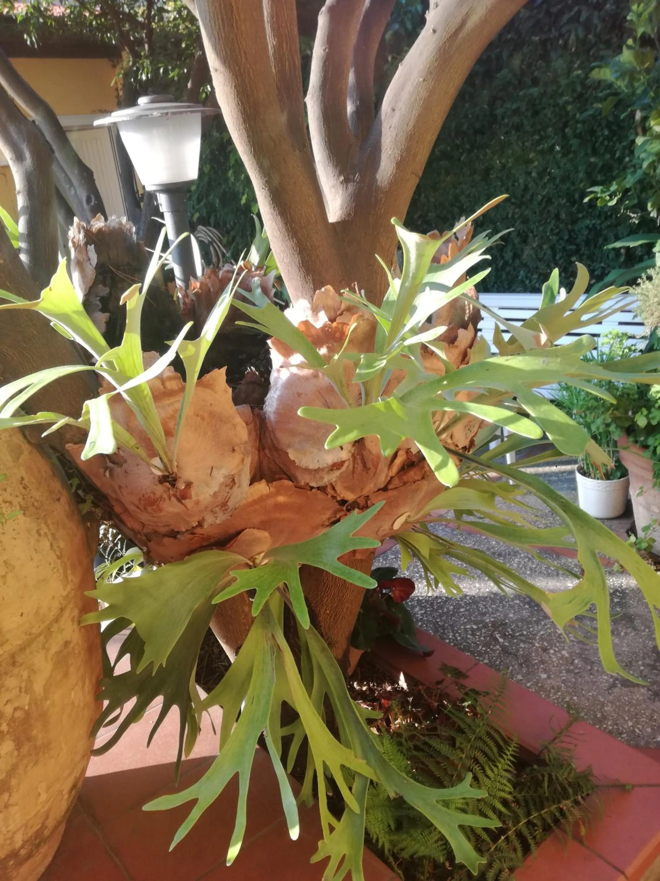 Garden in B&B Punta Vivara