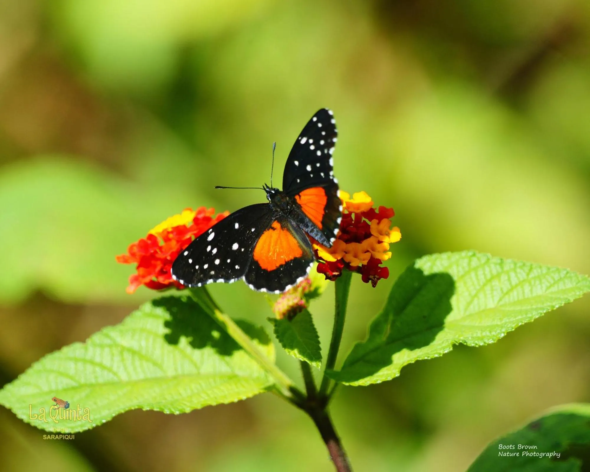 Animals in La Quinta Sarapiqui Lodge