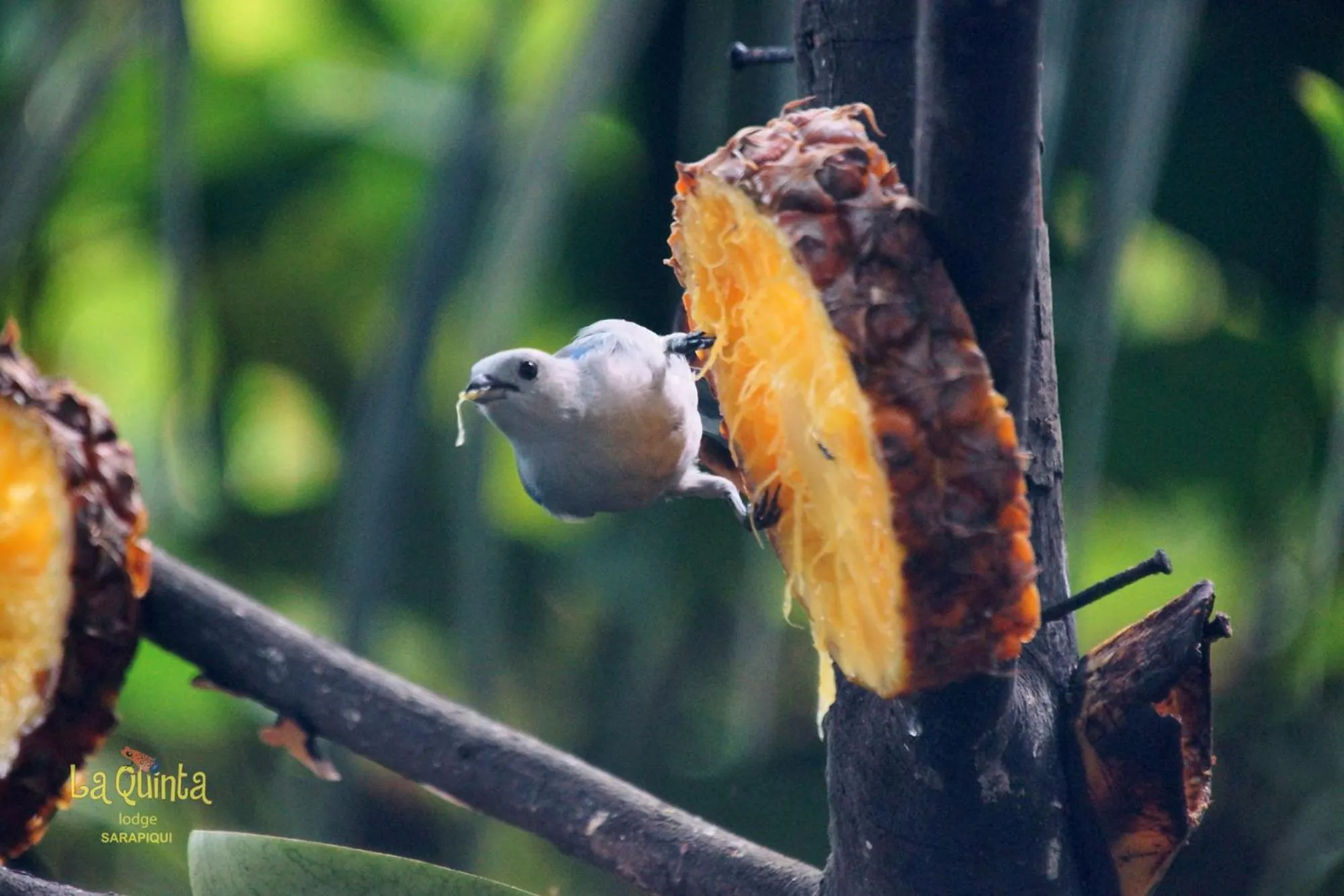 Animals in La Quinta Sarapiqui Lodge