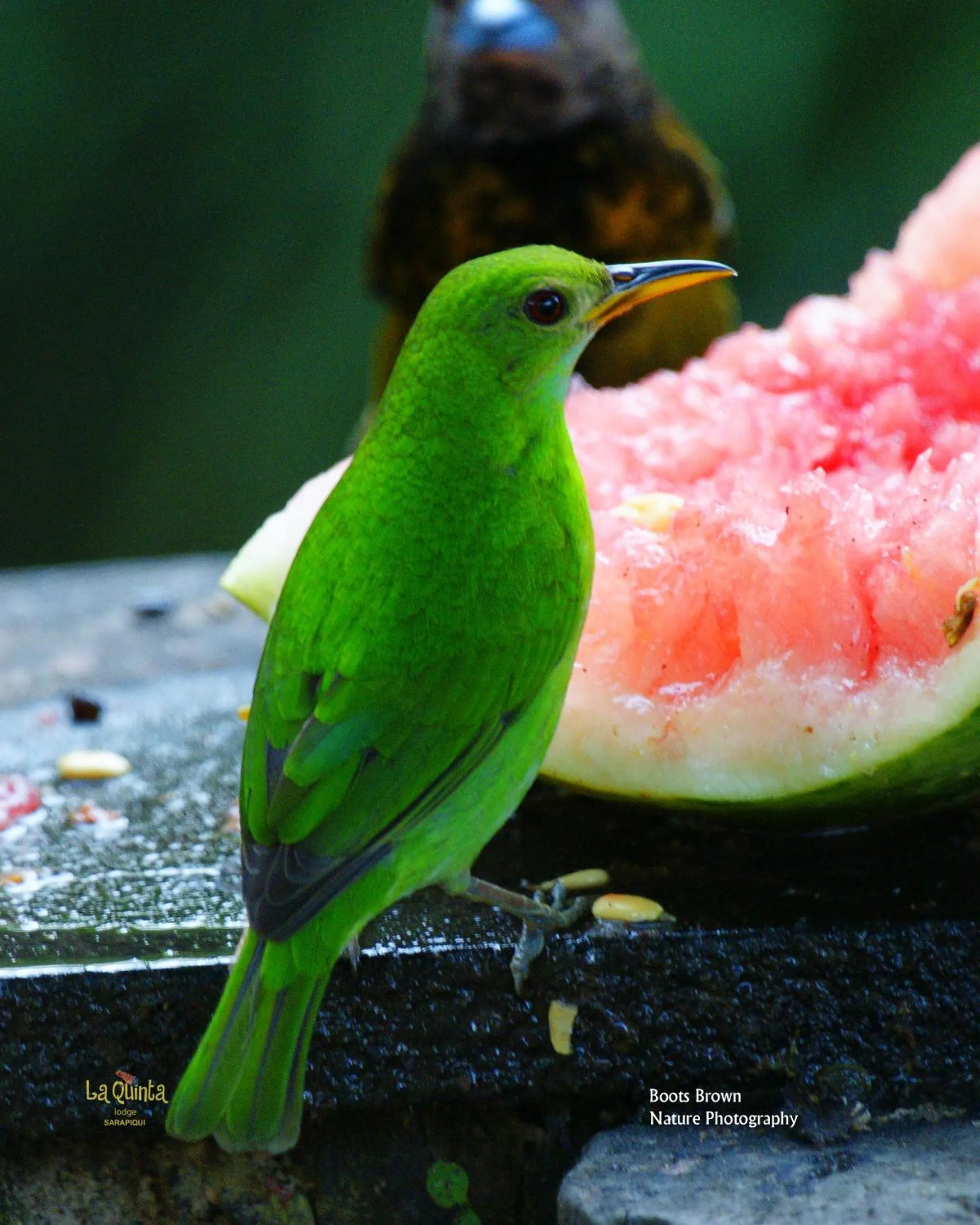 Animals in La Quinta Sarapiqui Lodge