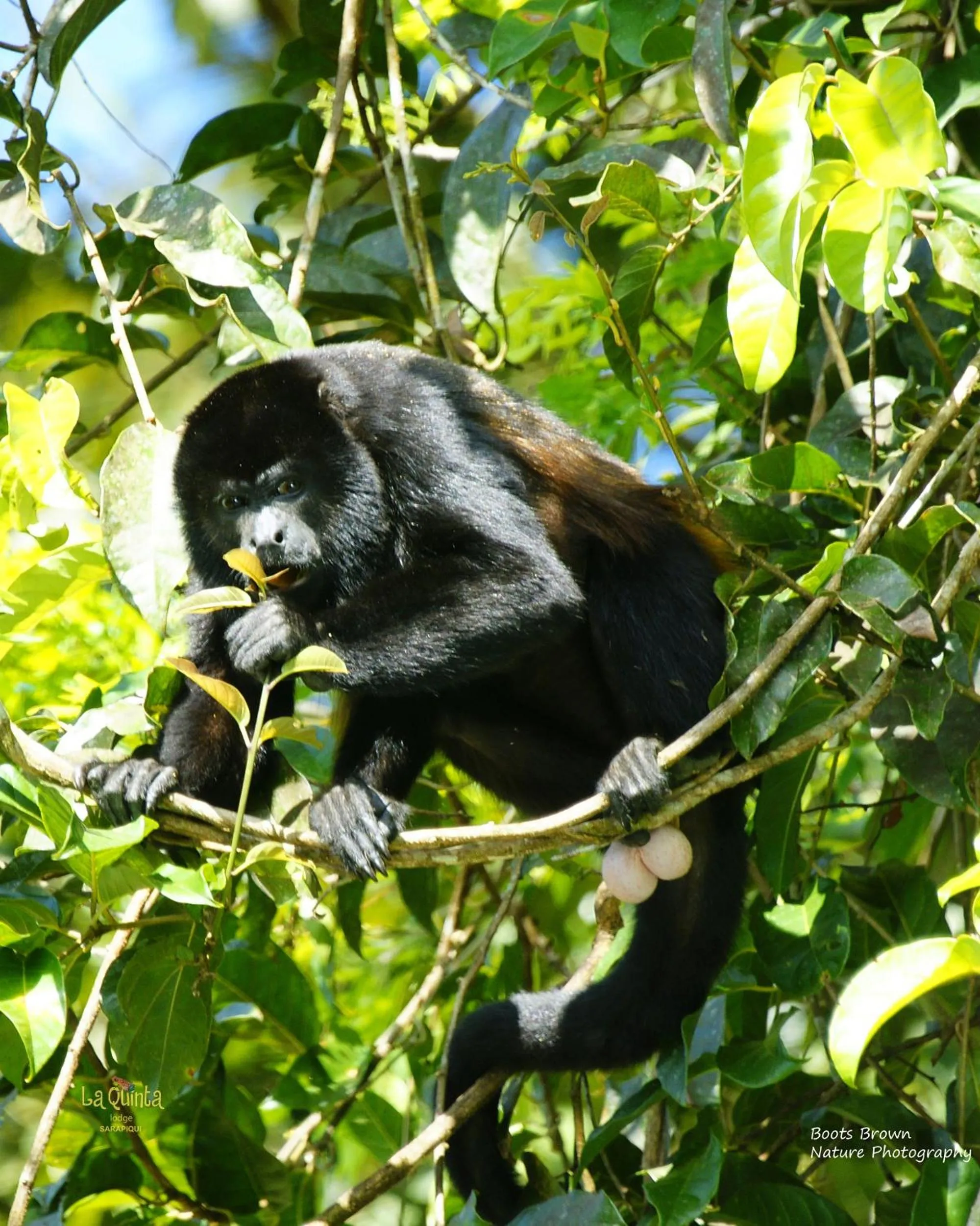 Animals in La Quinta Sarapiqui Lodge