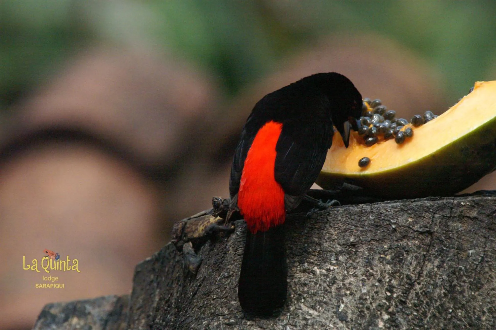 Animals in La Quinta Sarapiqui Lodge