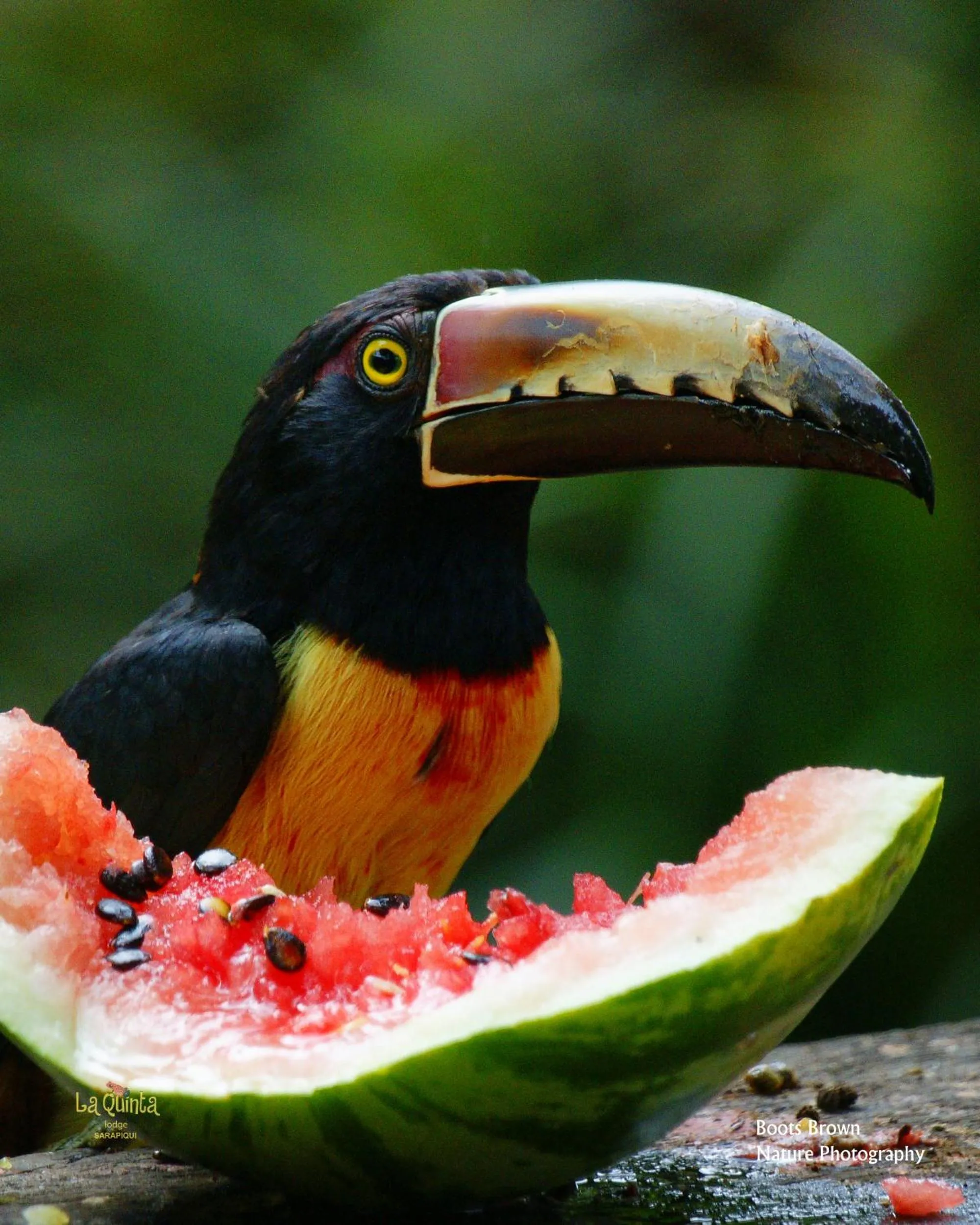 Animals in La Quinta Sarapiqui Lodge