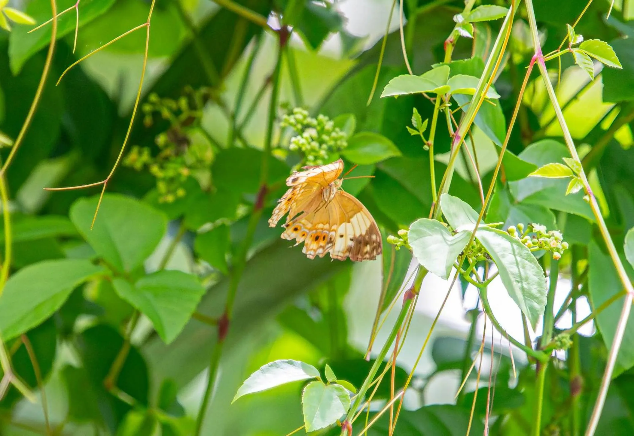 Water to Forest Ecolodge