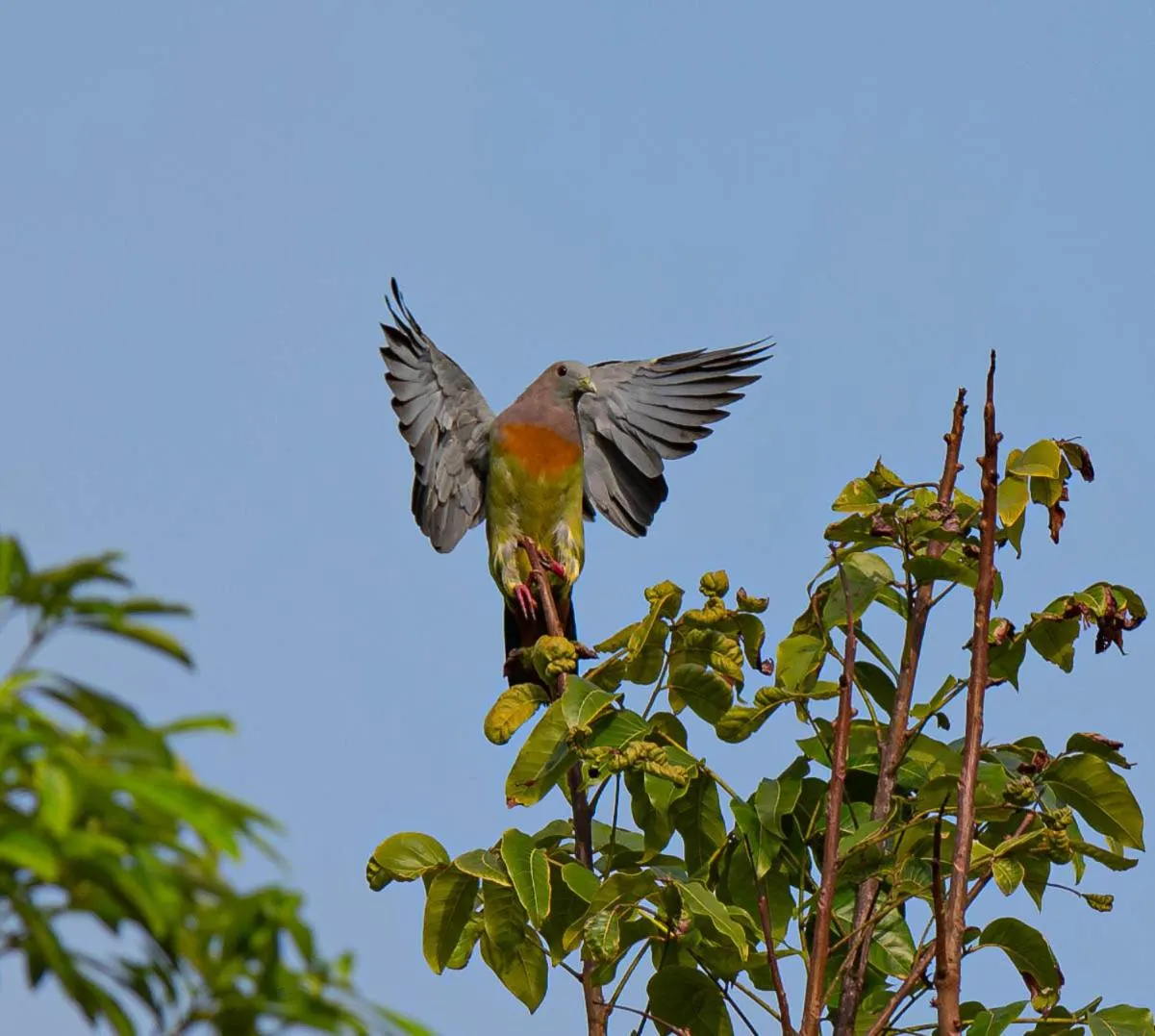 Water to Forest Ecolodge