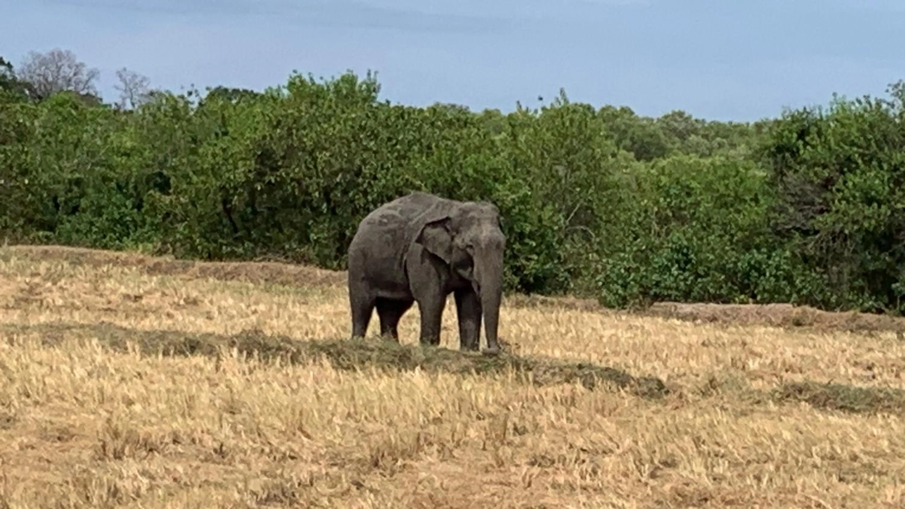 The Tasty Tuna Cabana