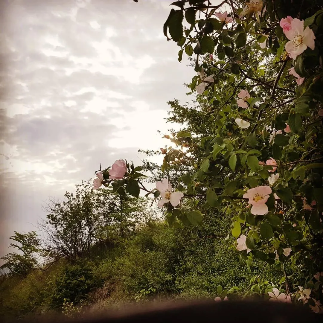 Sunset in Villa Niccoli