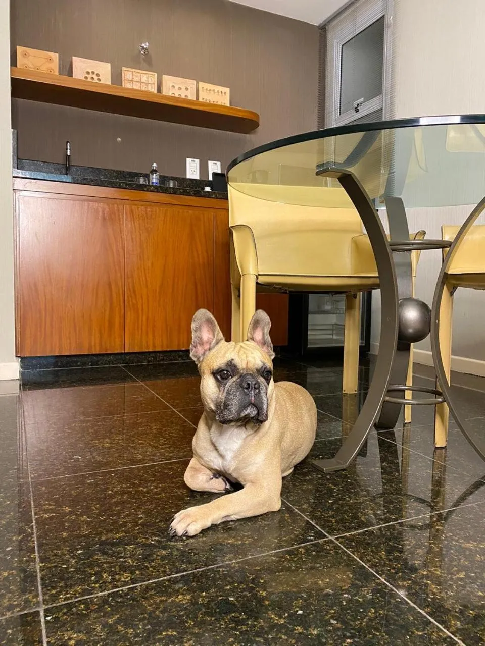 Pets in Promenade Palladium Leblon