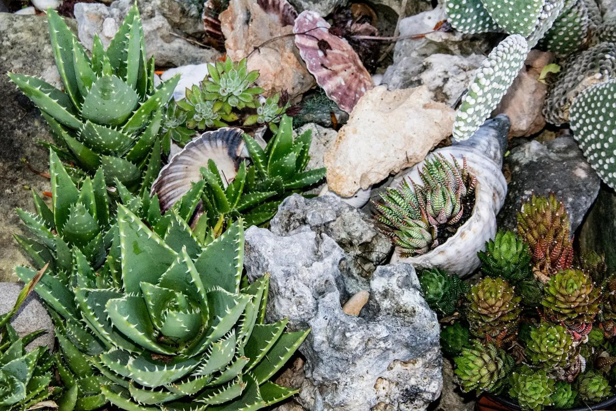 Garden view in Alkion Garden view in Alkion