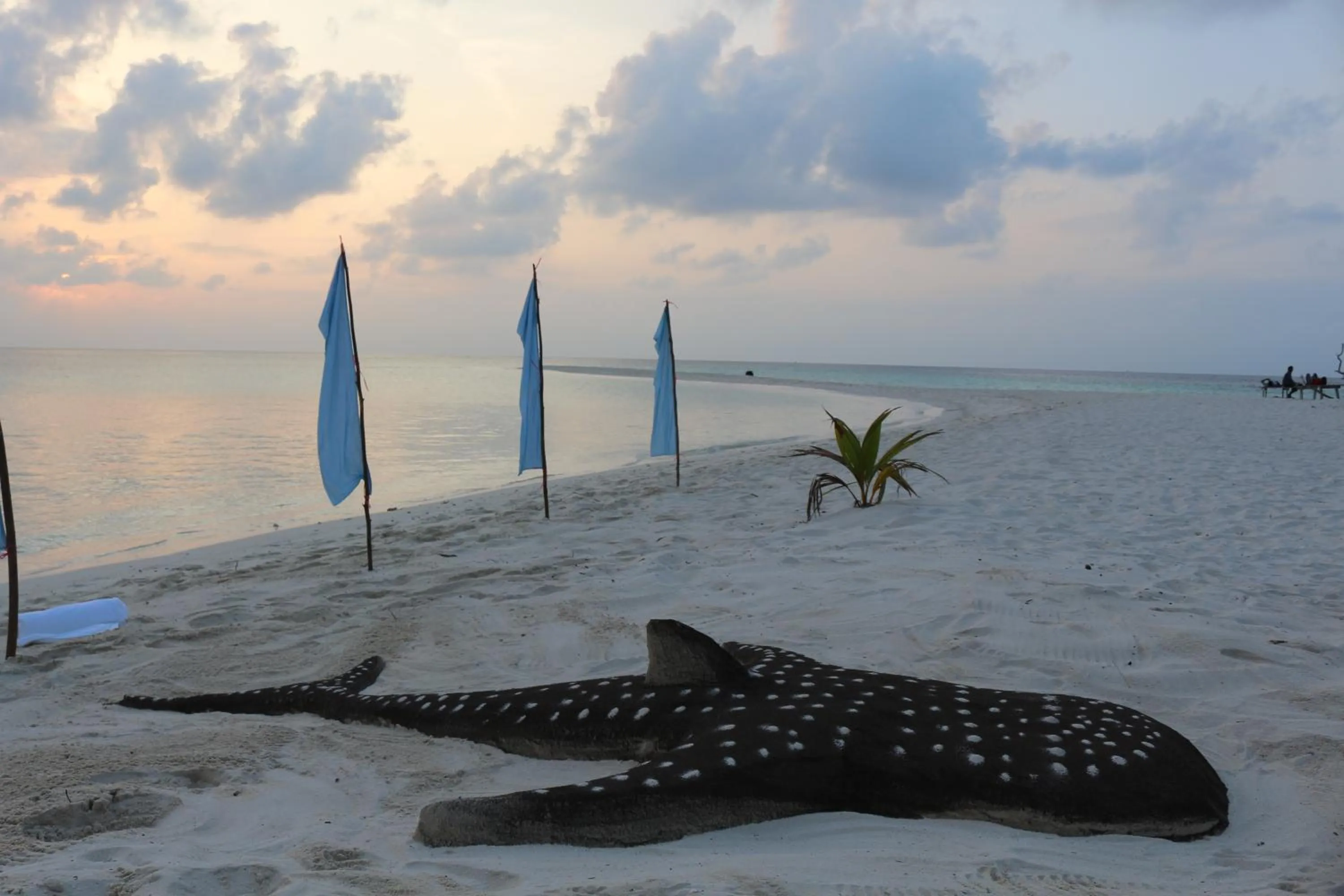 Animals in Scuba Inn