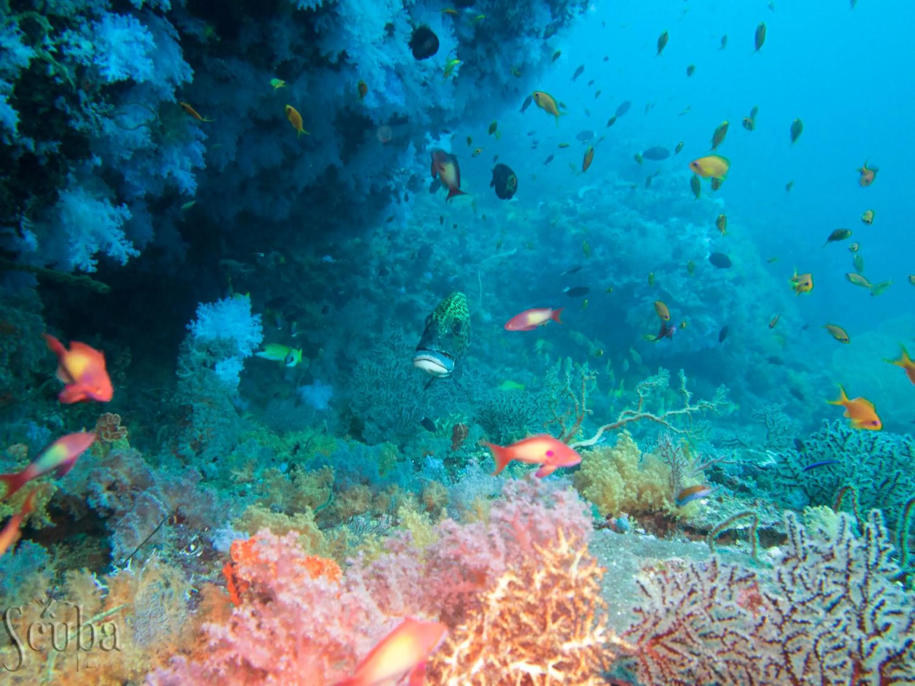 Diving in Scuba Inn