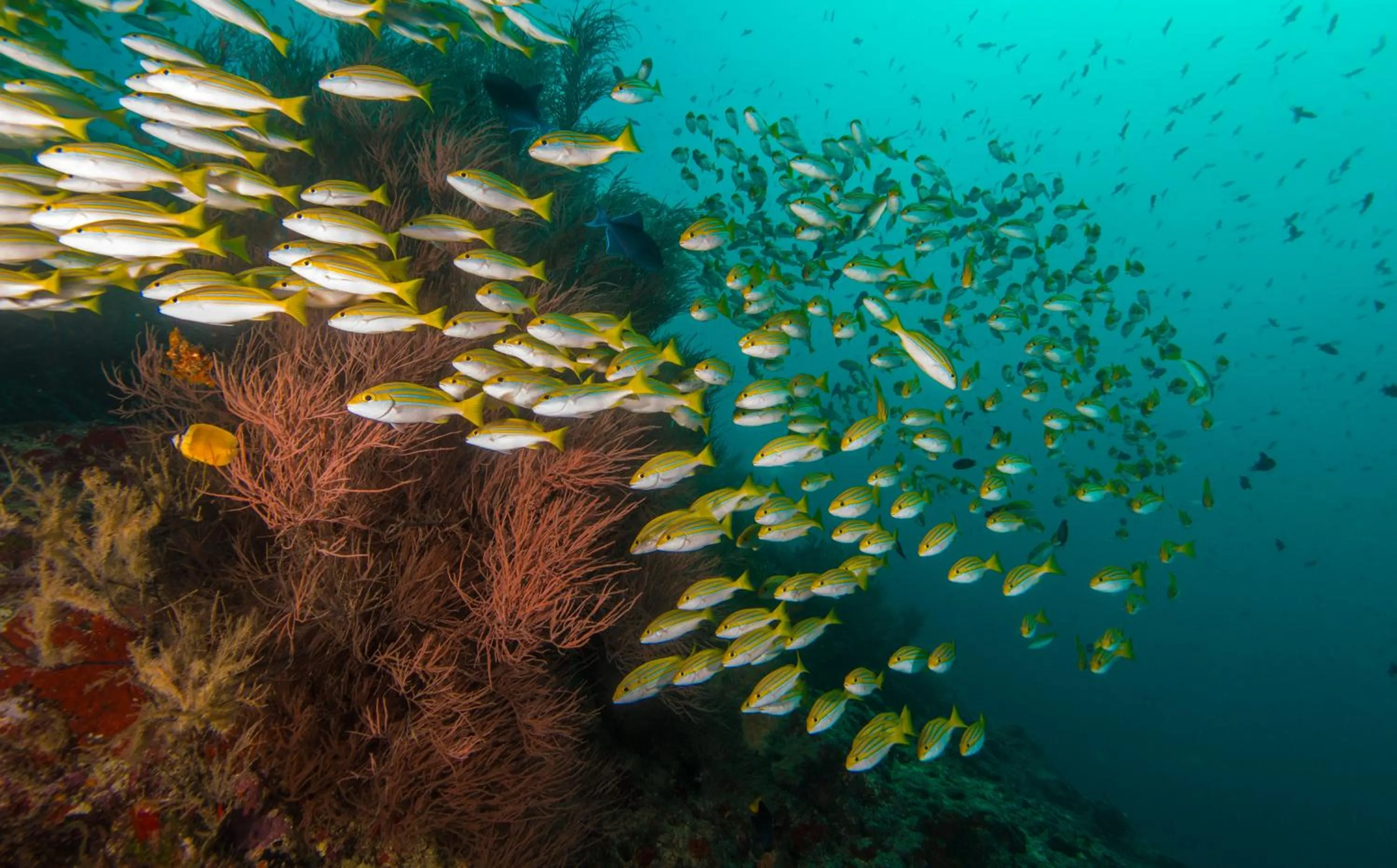 Scuba Inn