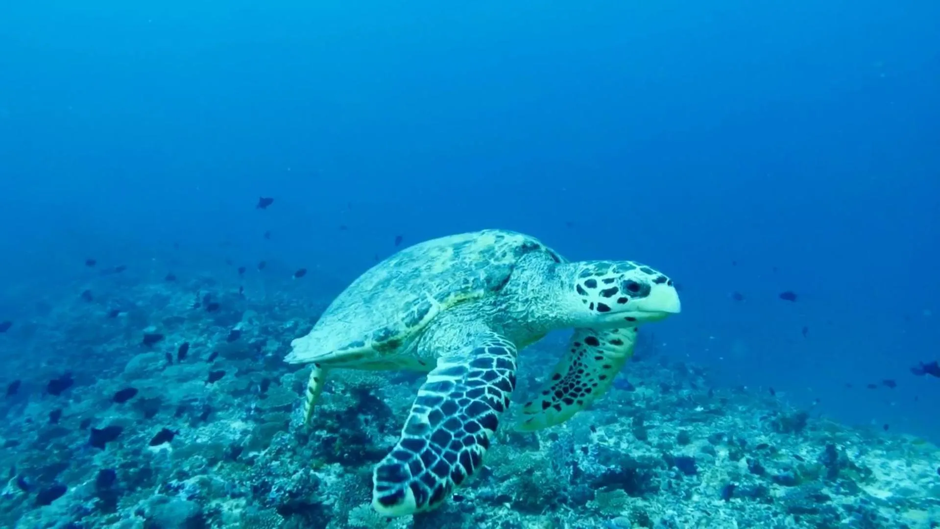 Diving in Scuba Inn