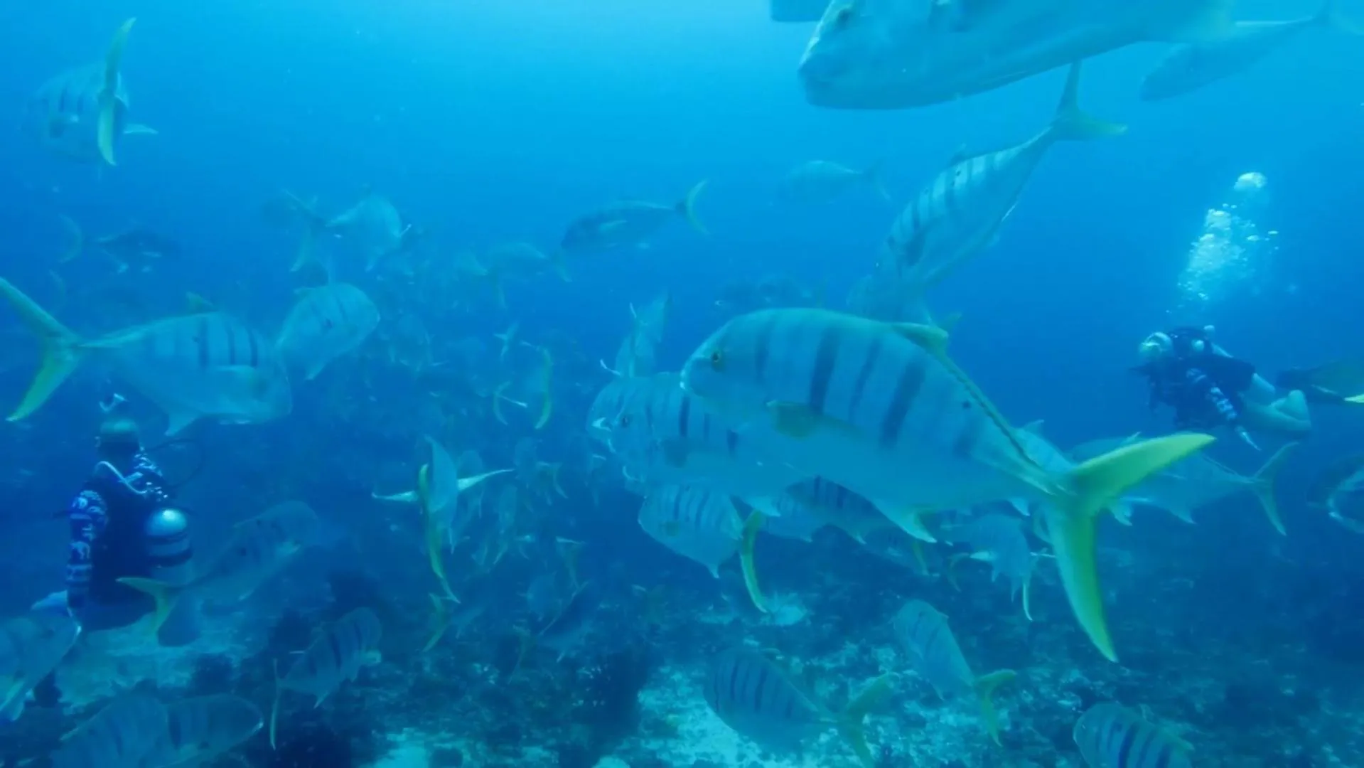 Snorkeling in Scuba Inn