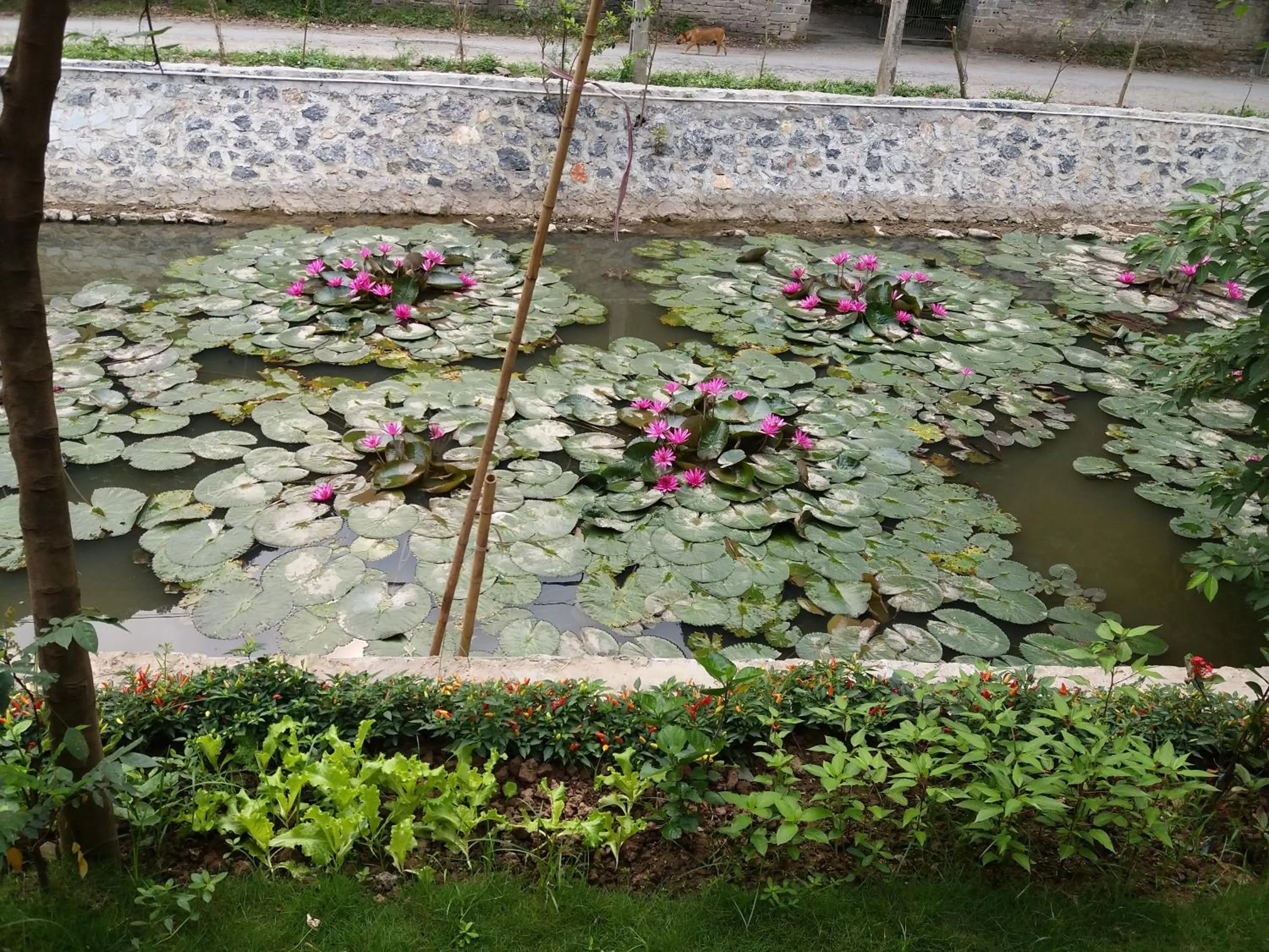 Balcony/Terrace in Quoc Khanh Bamboo Homestay