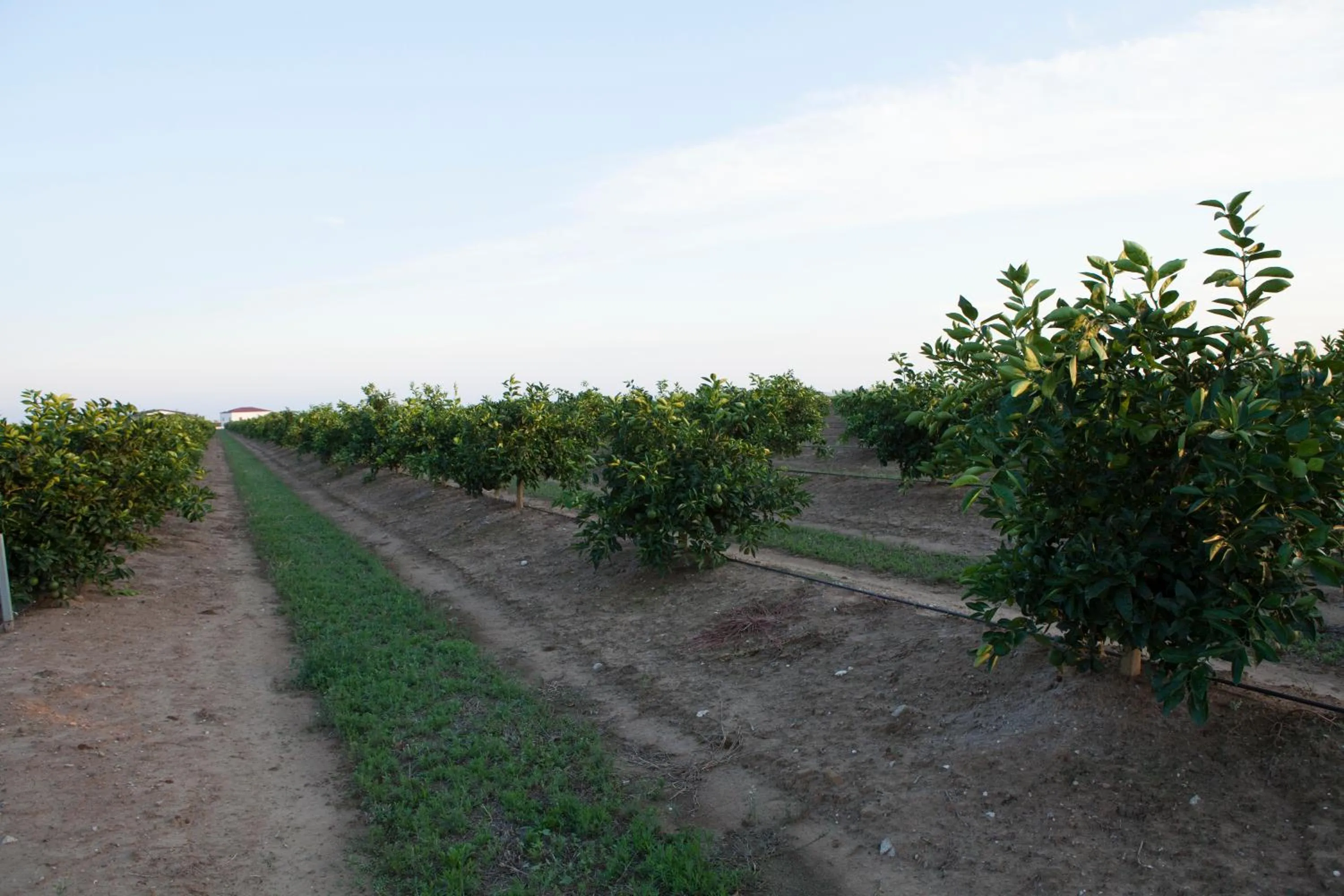 Garden in Agrumare Farm Holiday