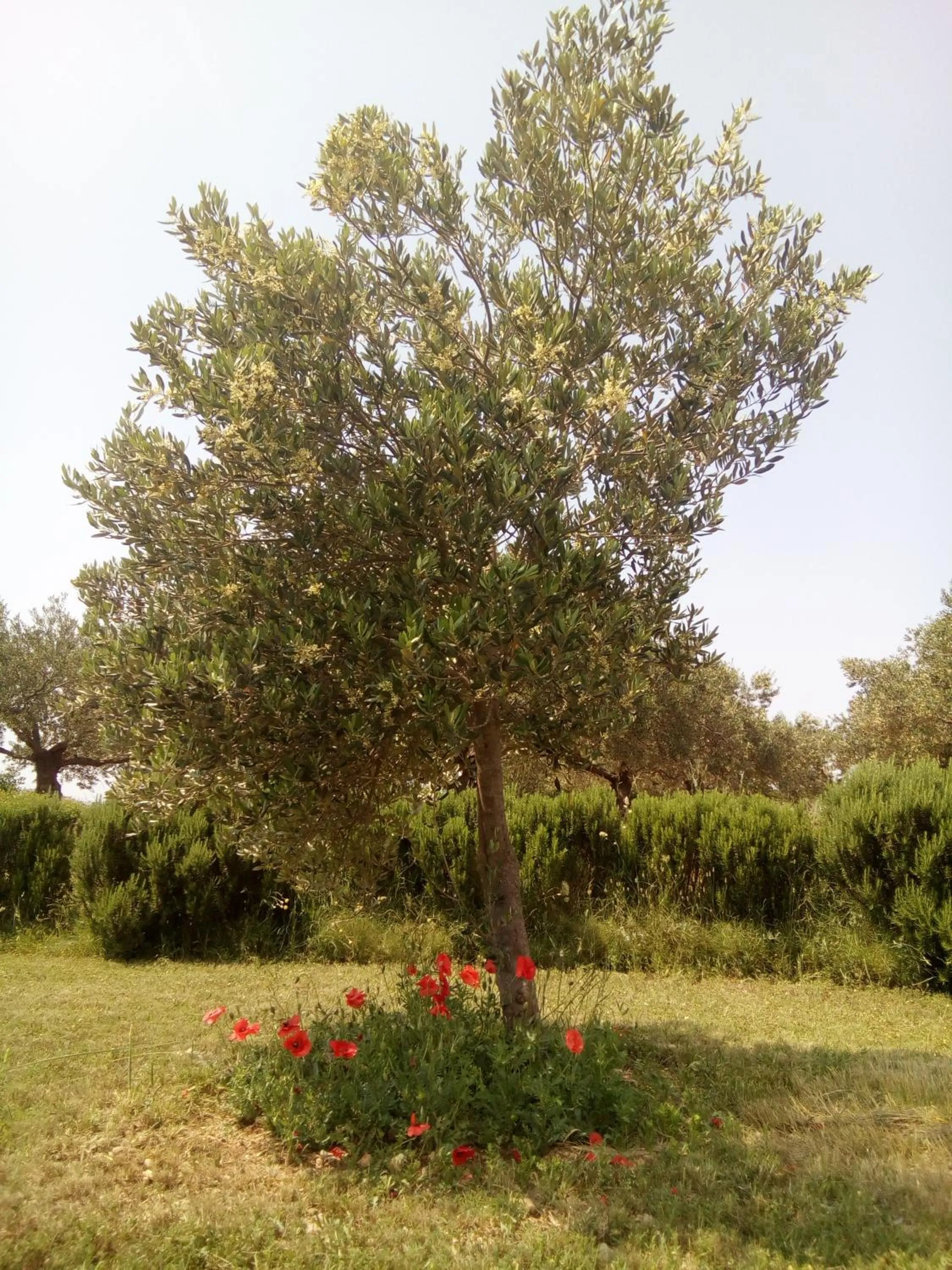 Garden in B&B Curica Doma