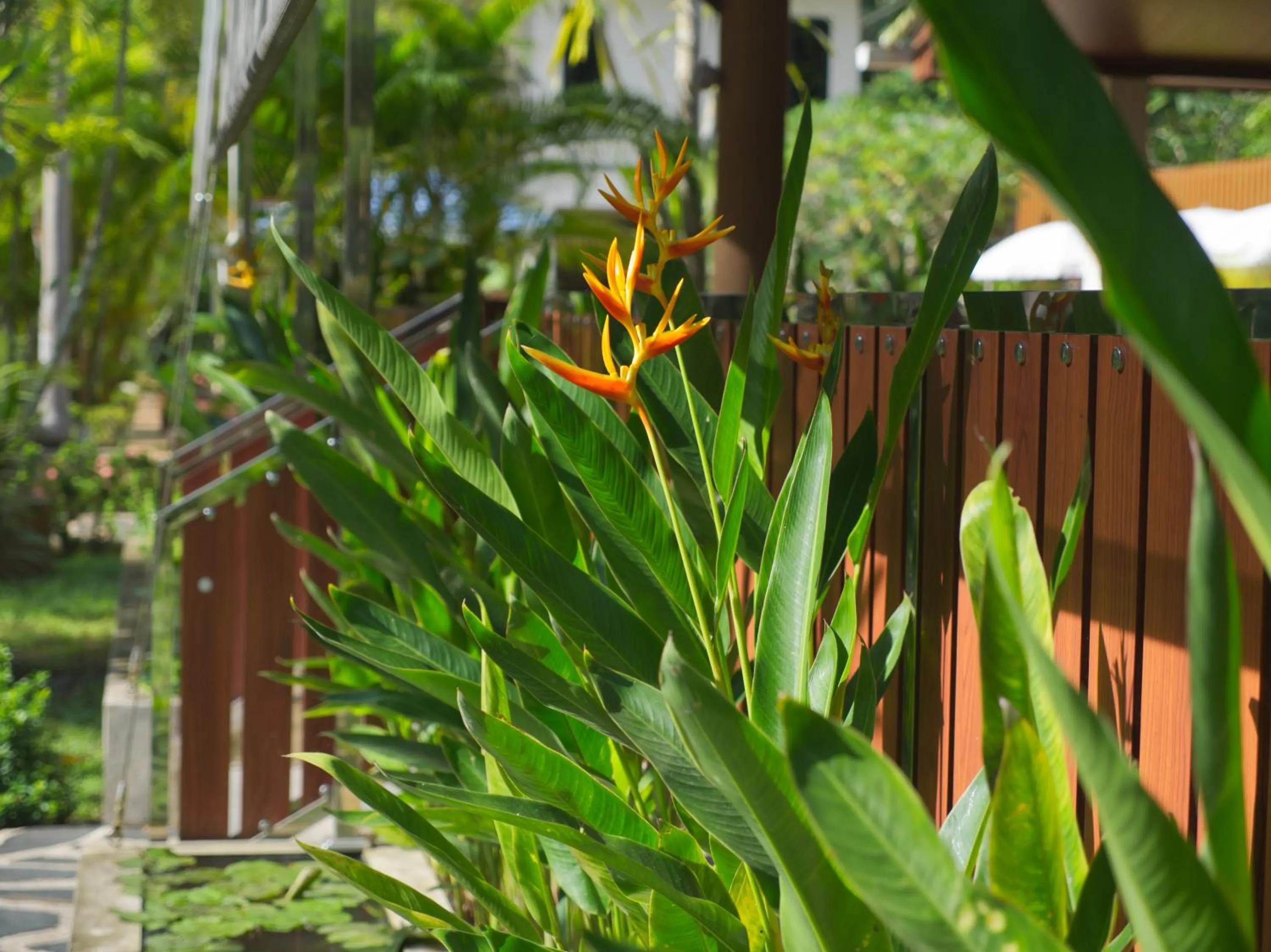 Garden in Chanapha Residence
