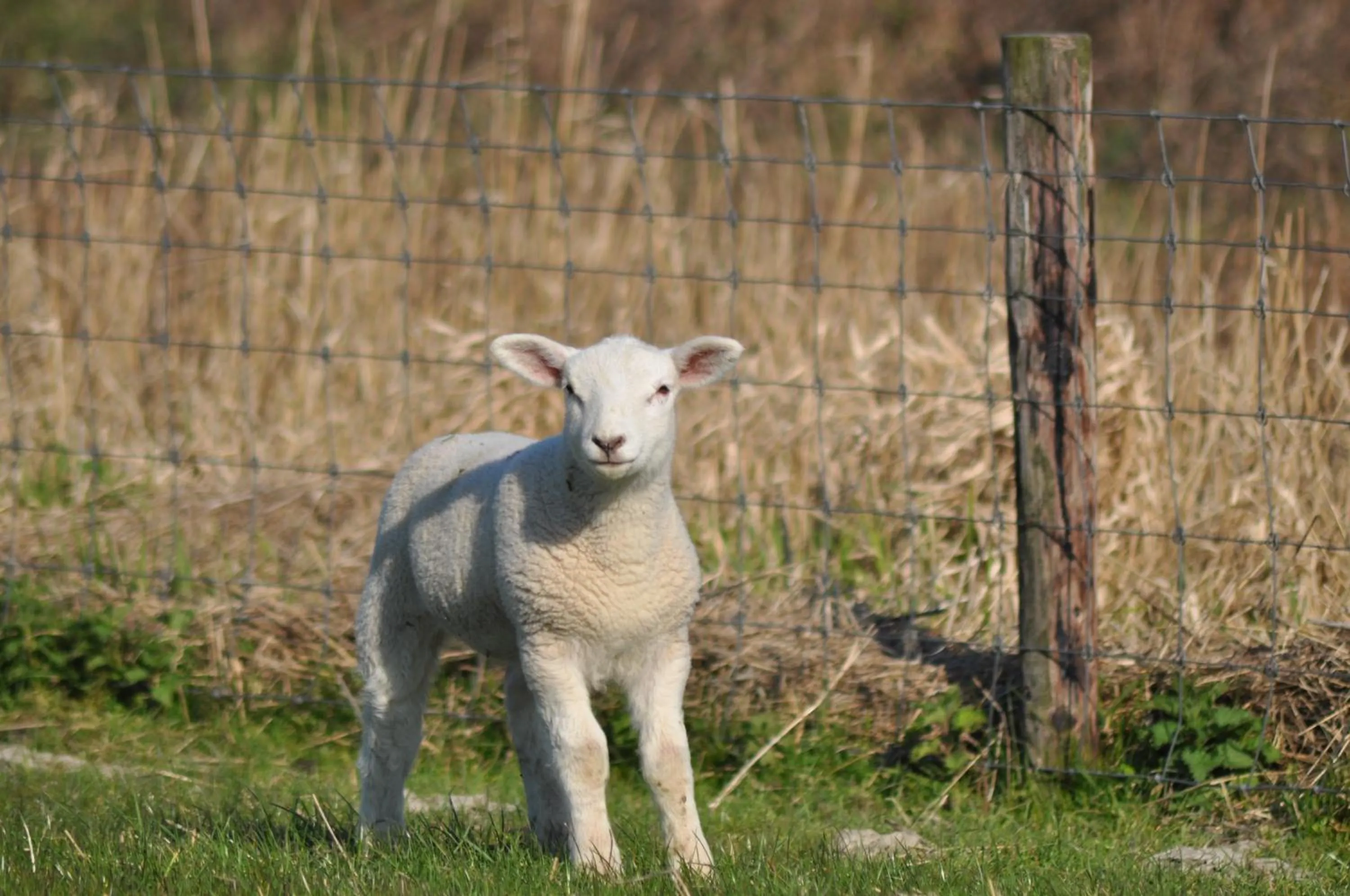 Animals in Dieken's Huus