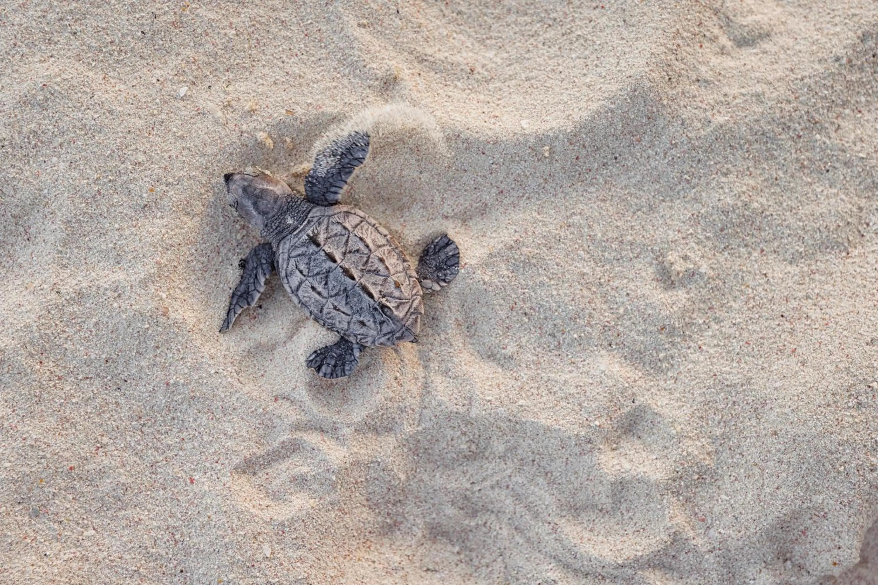 Pets in Sandals Royal Barbados All Inclusive - Couples Only