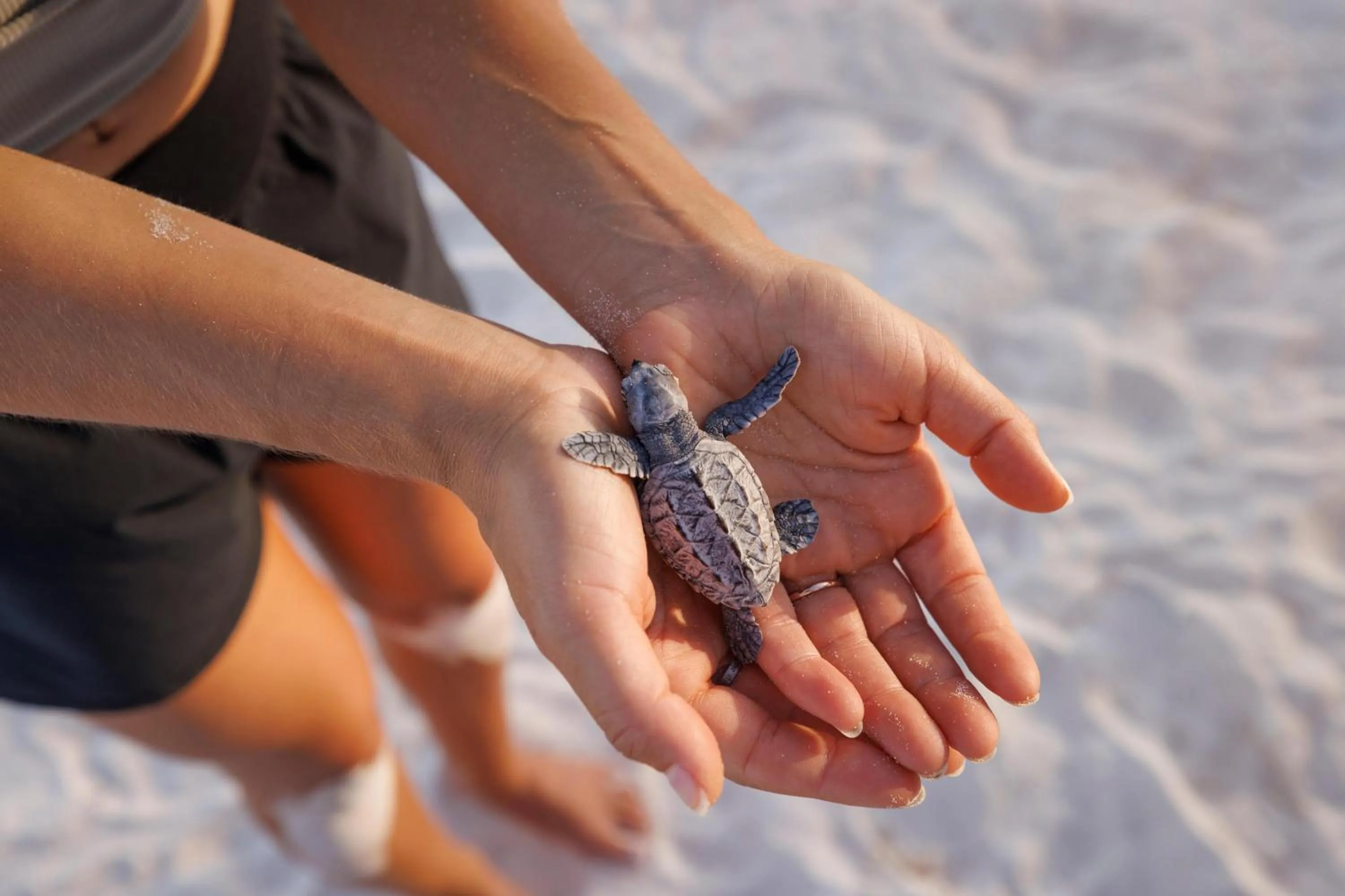 Pets in Sandals Royal Barbados All Inclusive - Couples Only