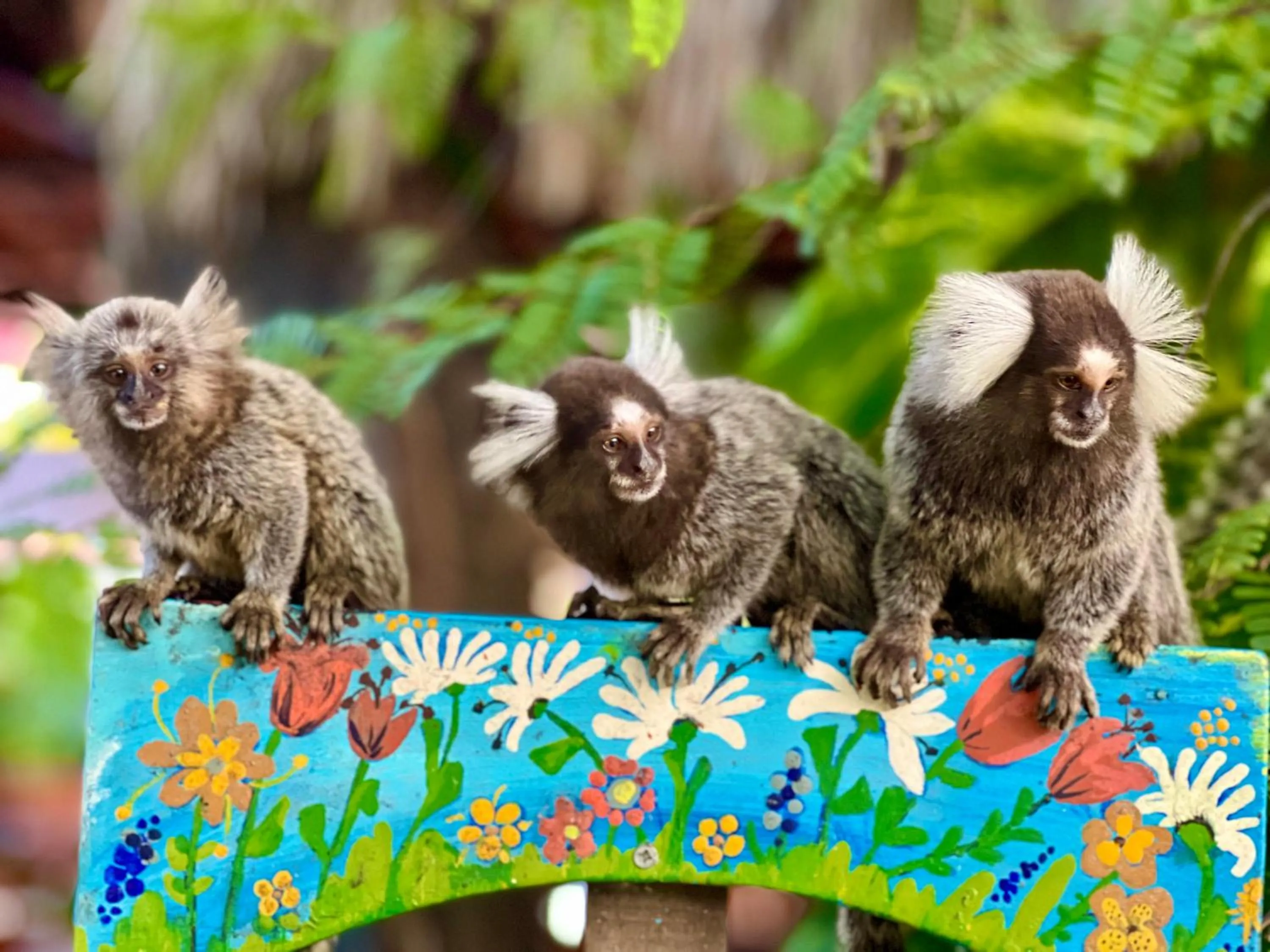 Animals in Tucano Pousada