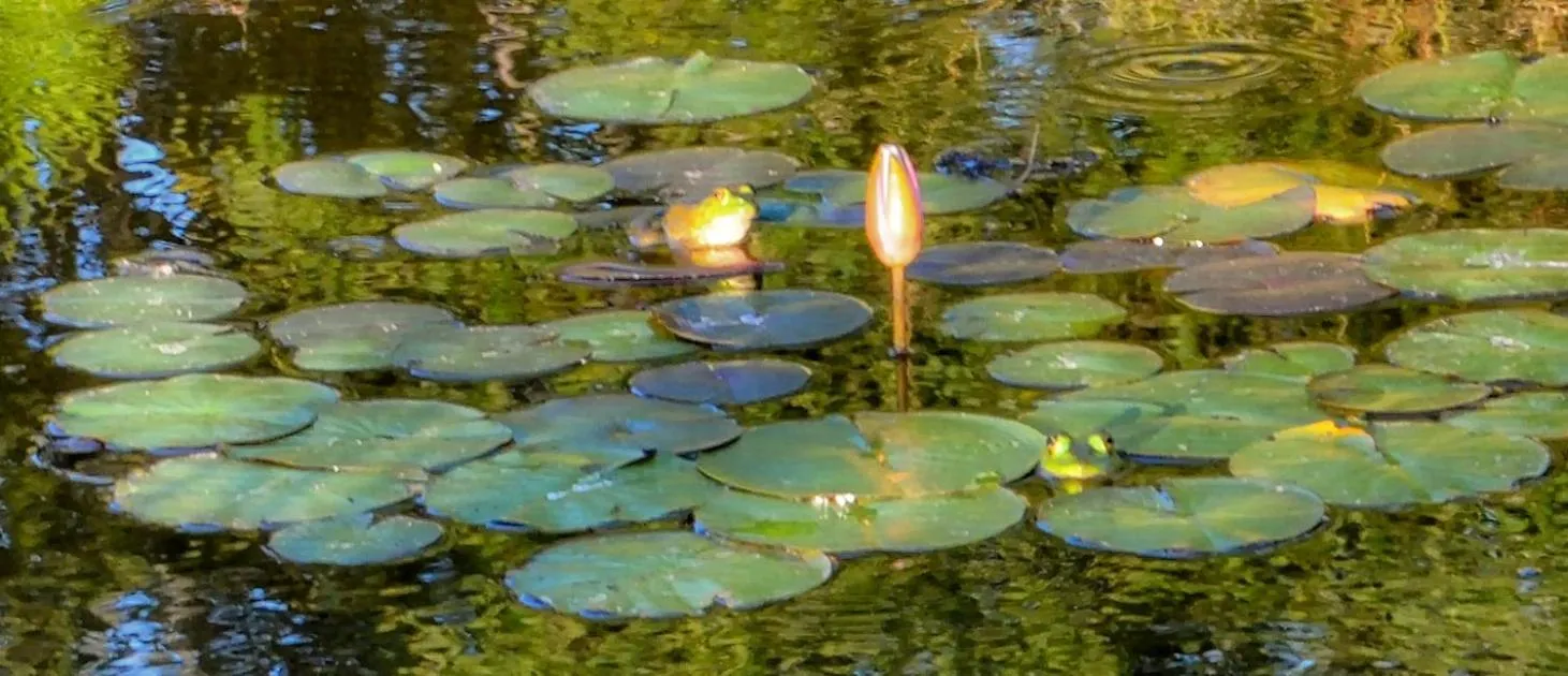 Rarumpelpunzeldornaschenwittchen