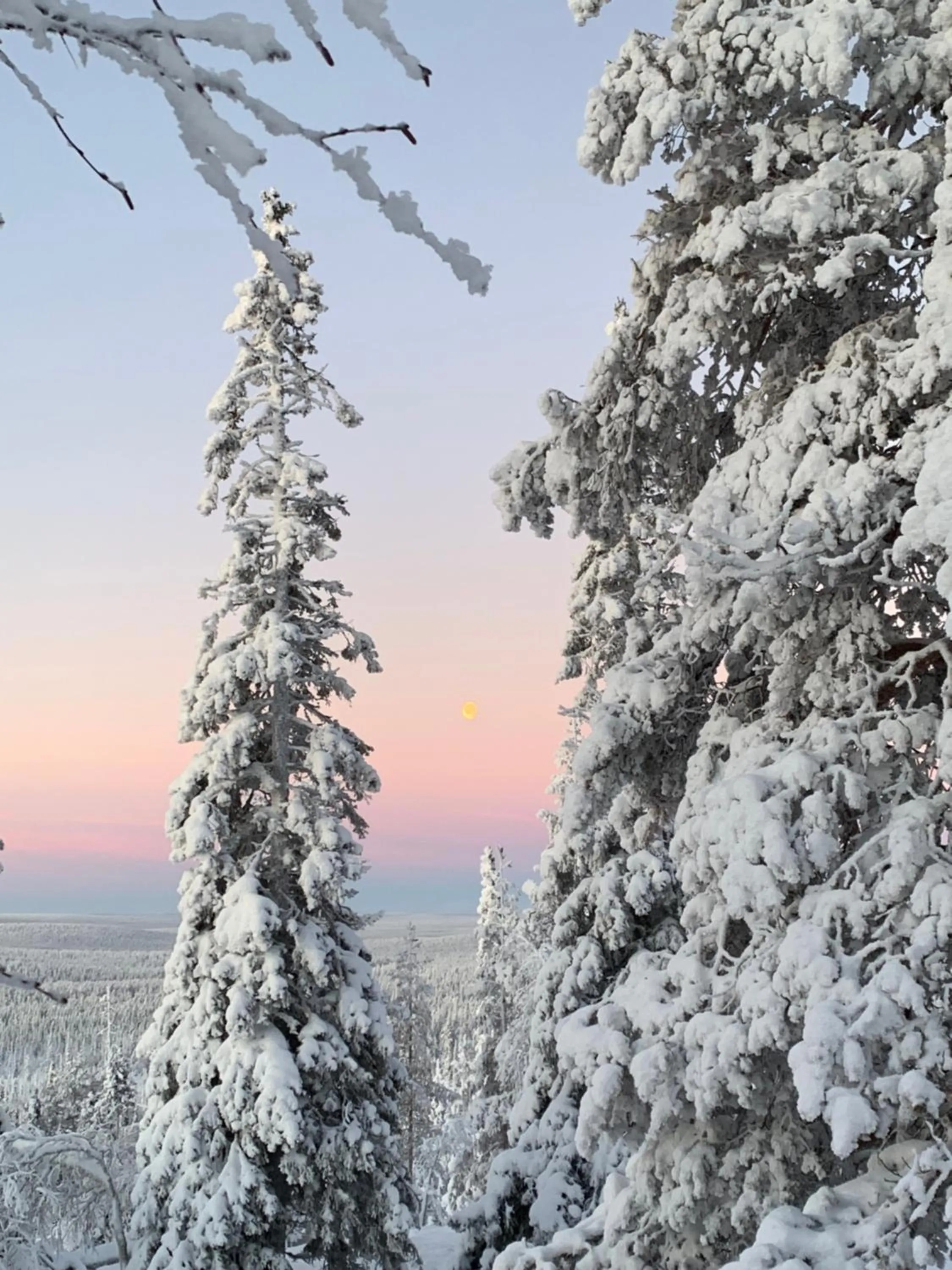 Natural landscape in Starflower of Ylläs