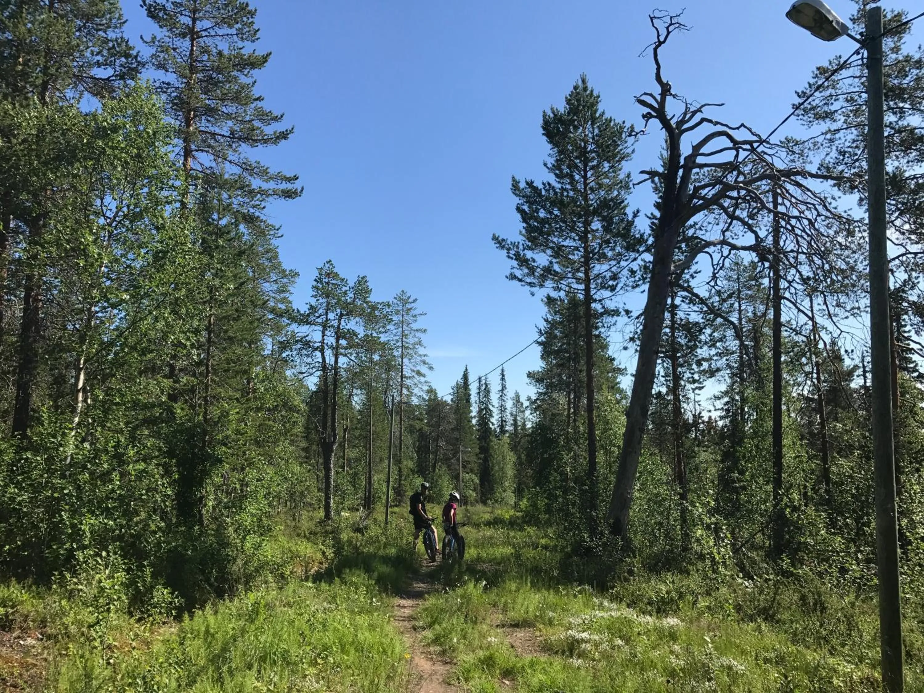 Cycling in Starflower of Ylläs