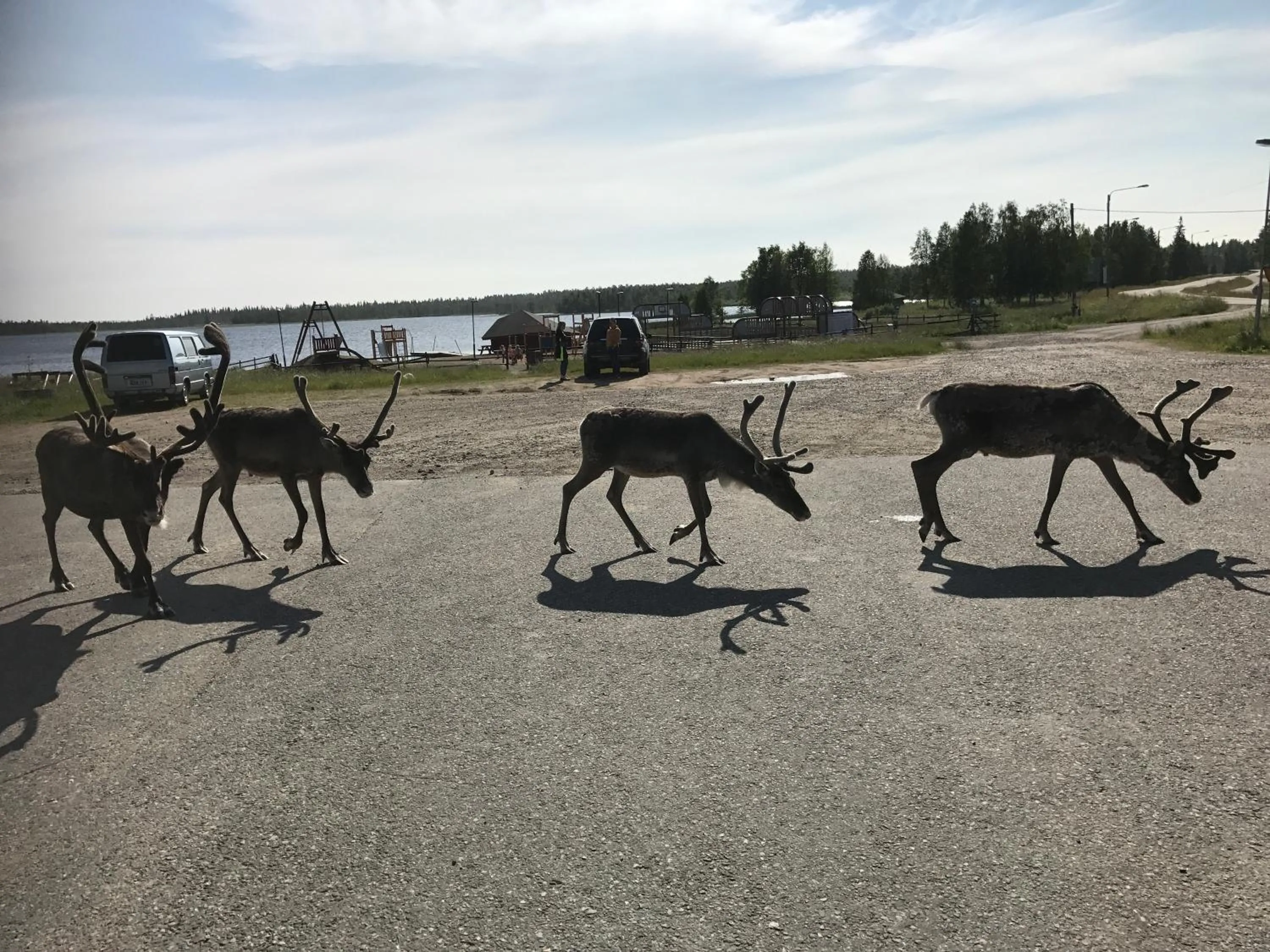 Animals in Starflower of Ylläs